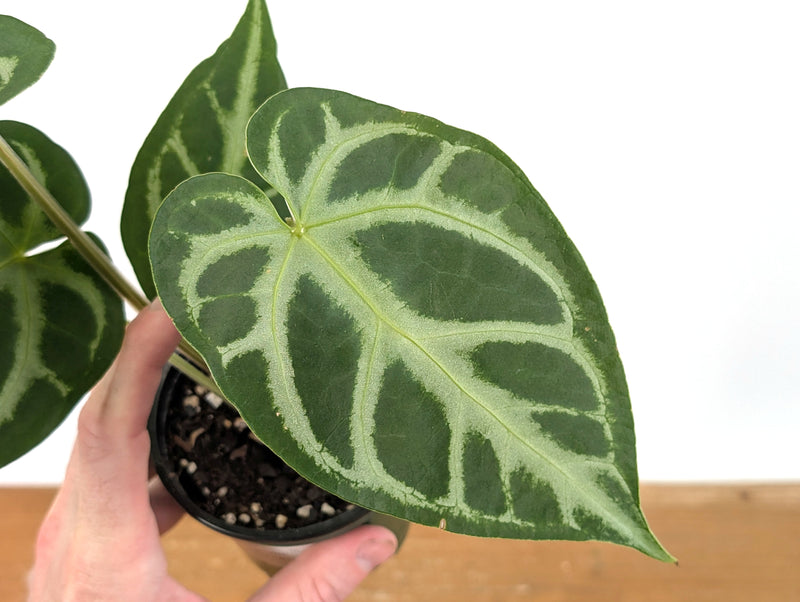 Anthurium Magnificum Silver