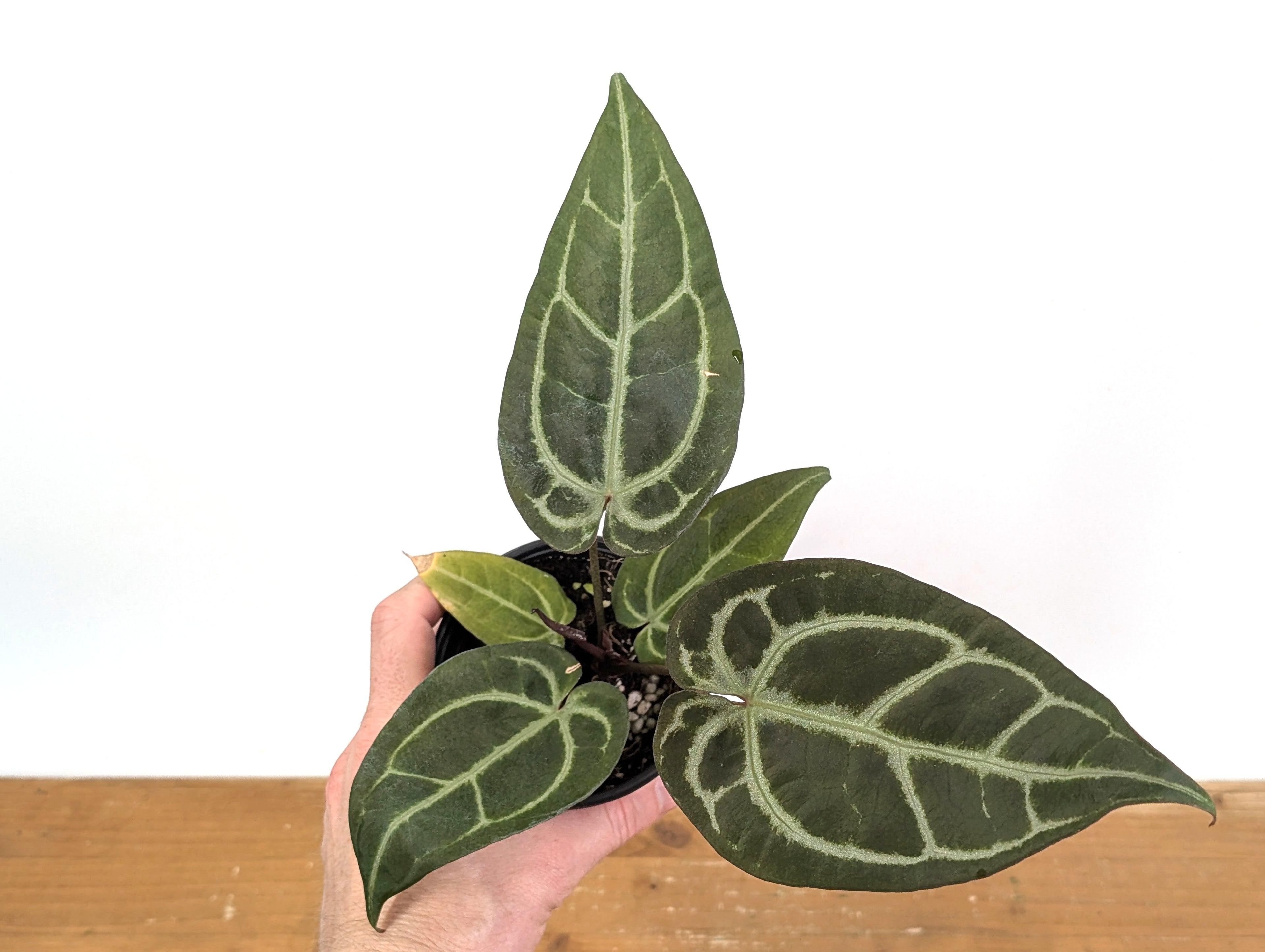 Anthurium Michelle x Black Velvet