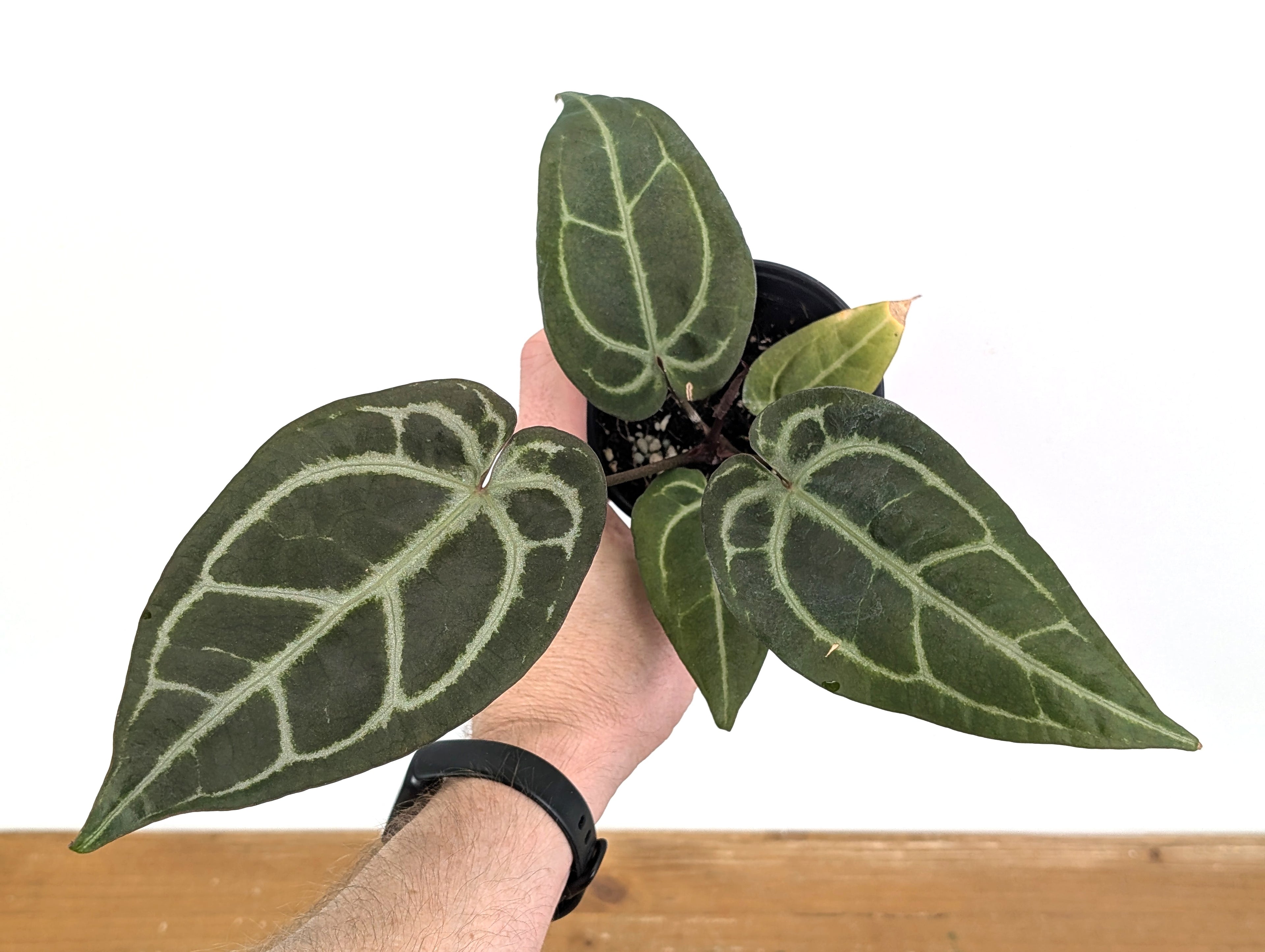 Anthurium Michelle x Black Velvet