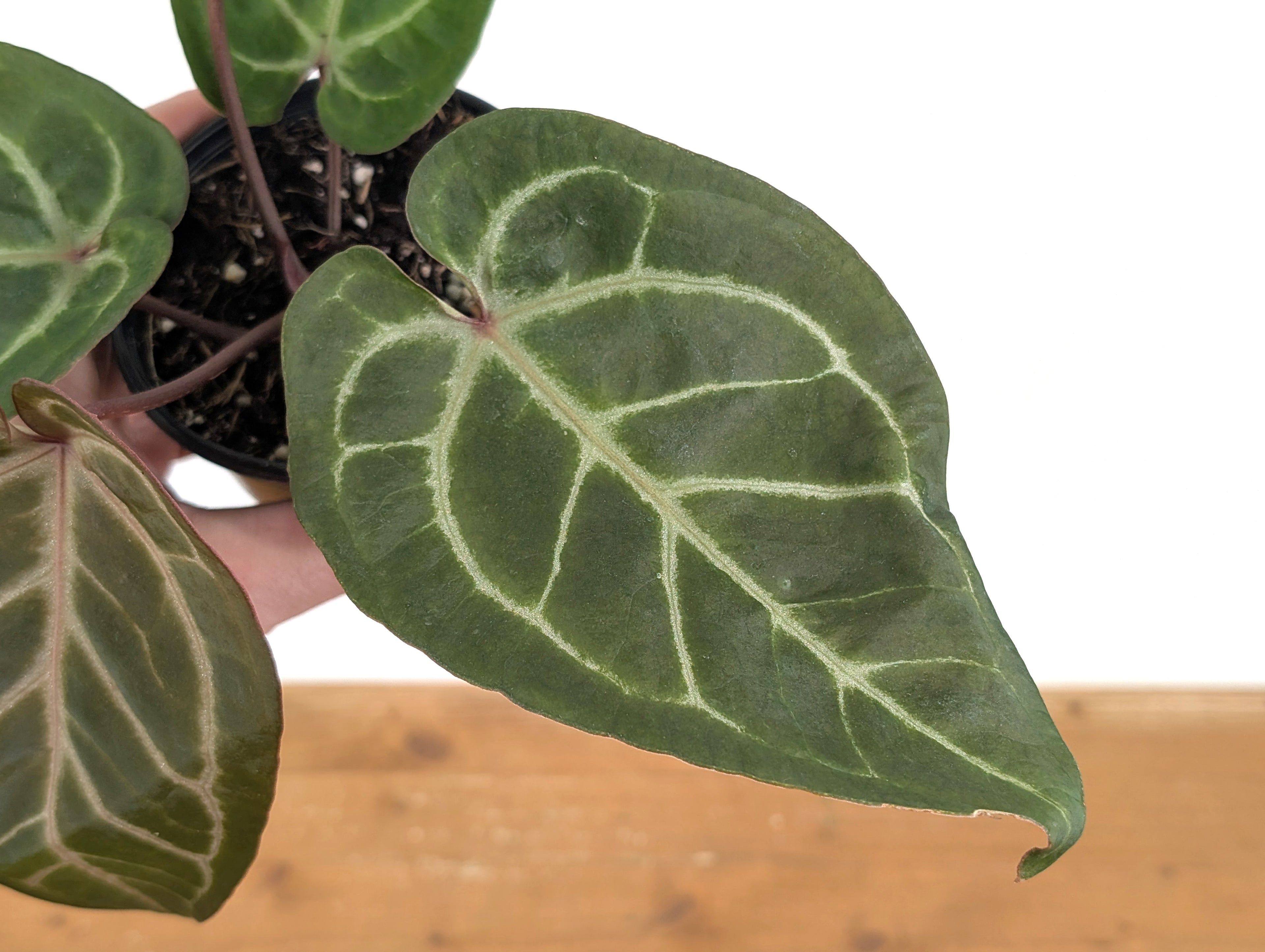 Anthurium Michelle x Black Velvet