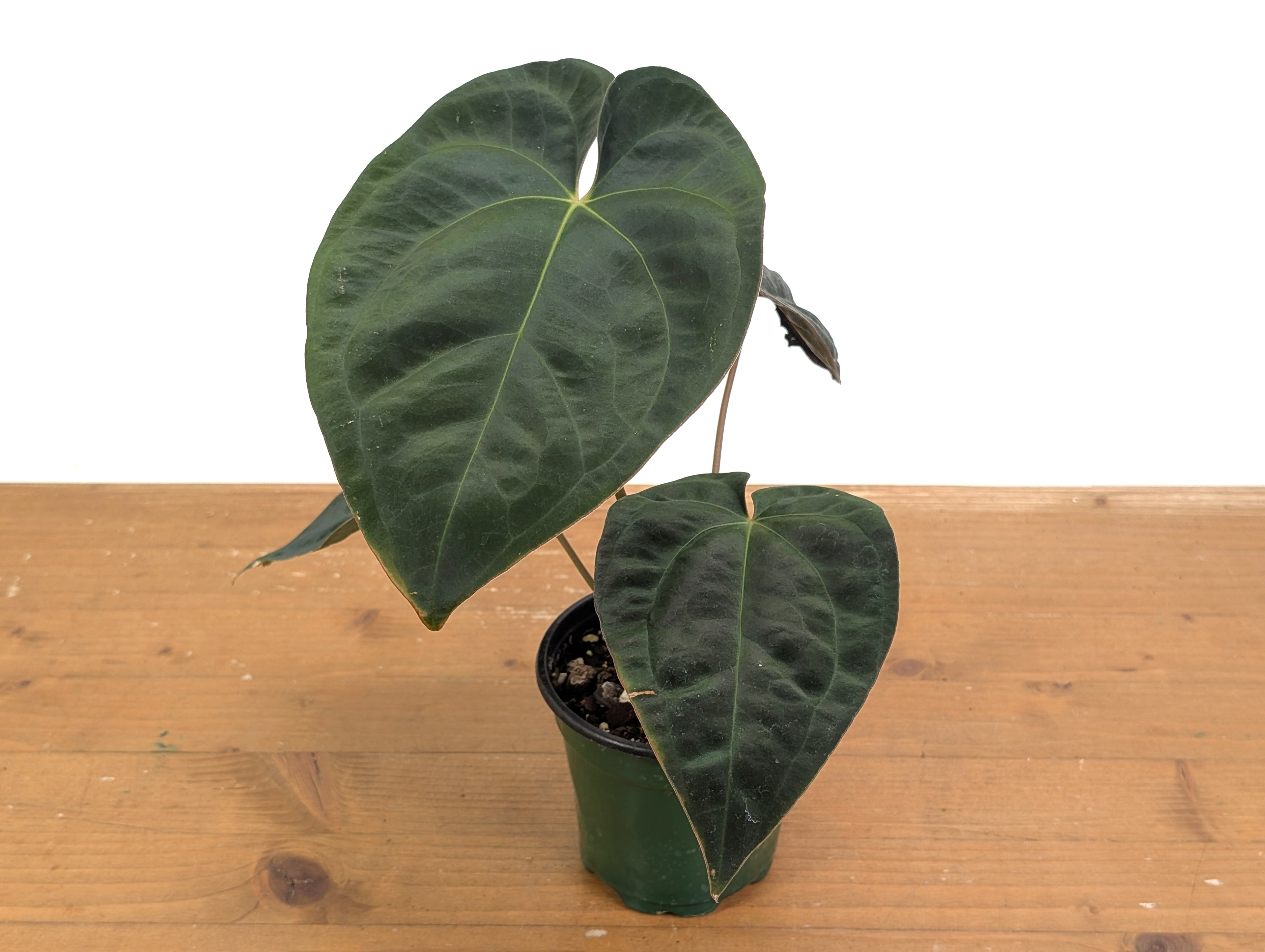 Anthurium Crystal Sky x Papillilaminum &