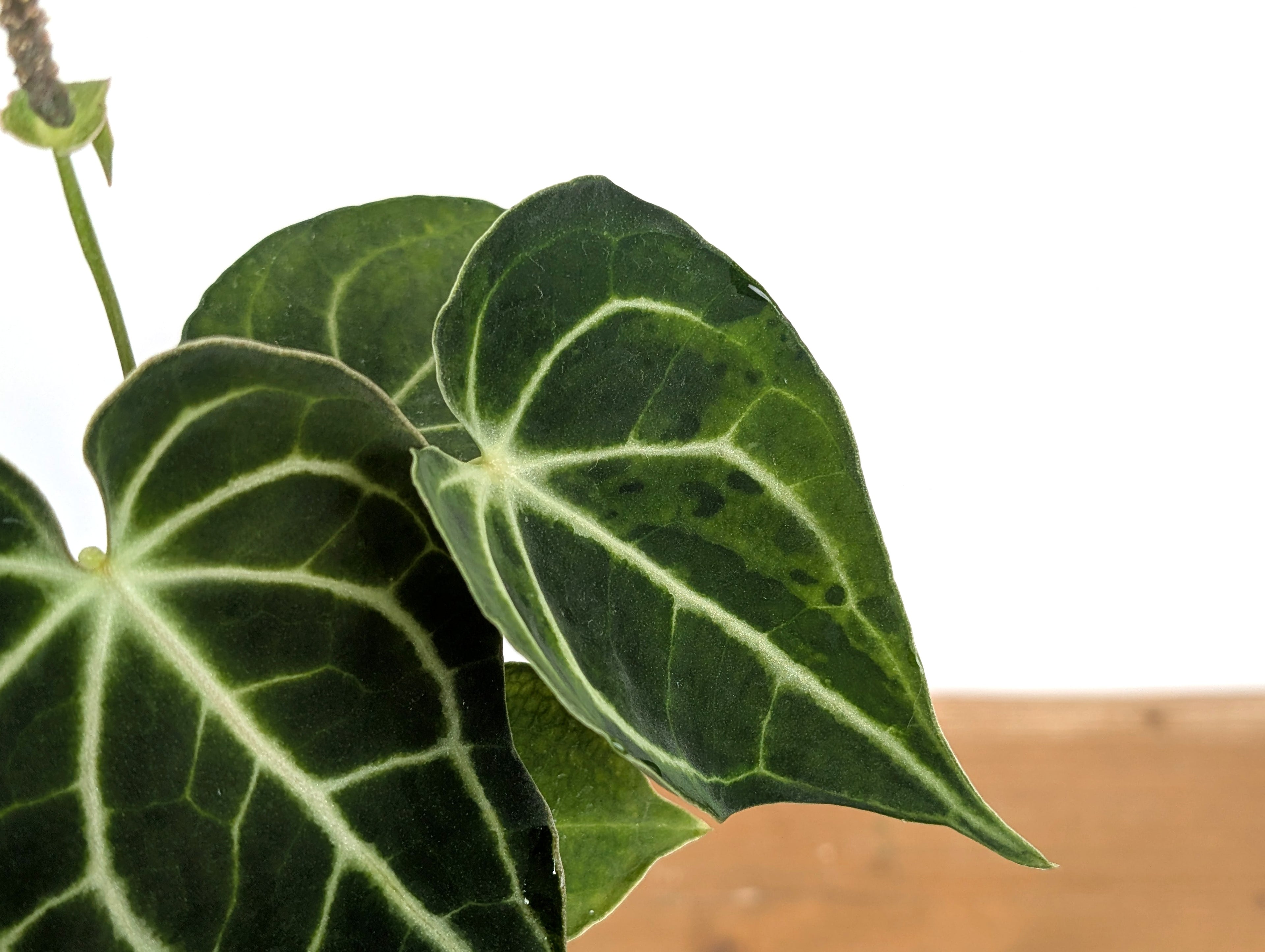 Anthurium Clarinervium Variegated Exact Plant