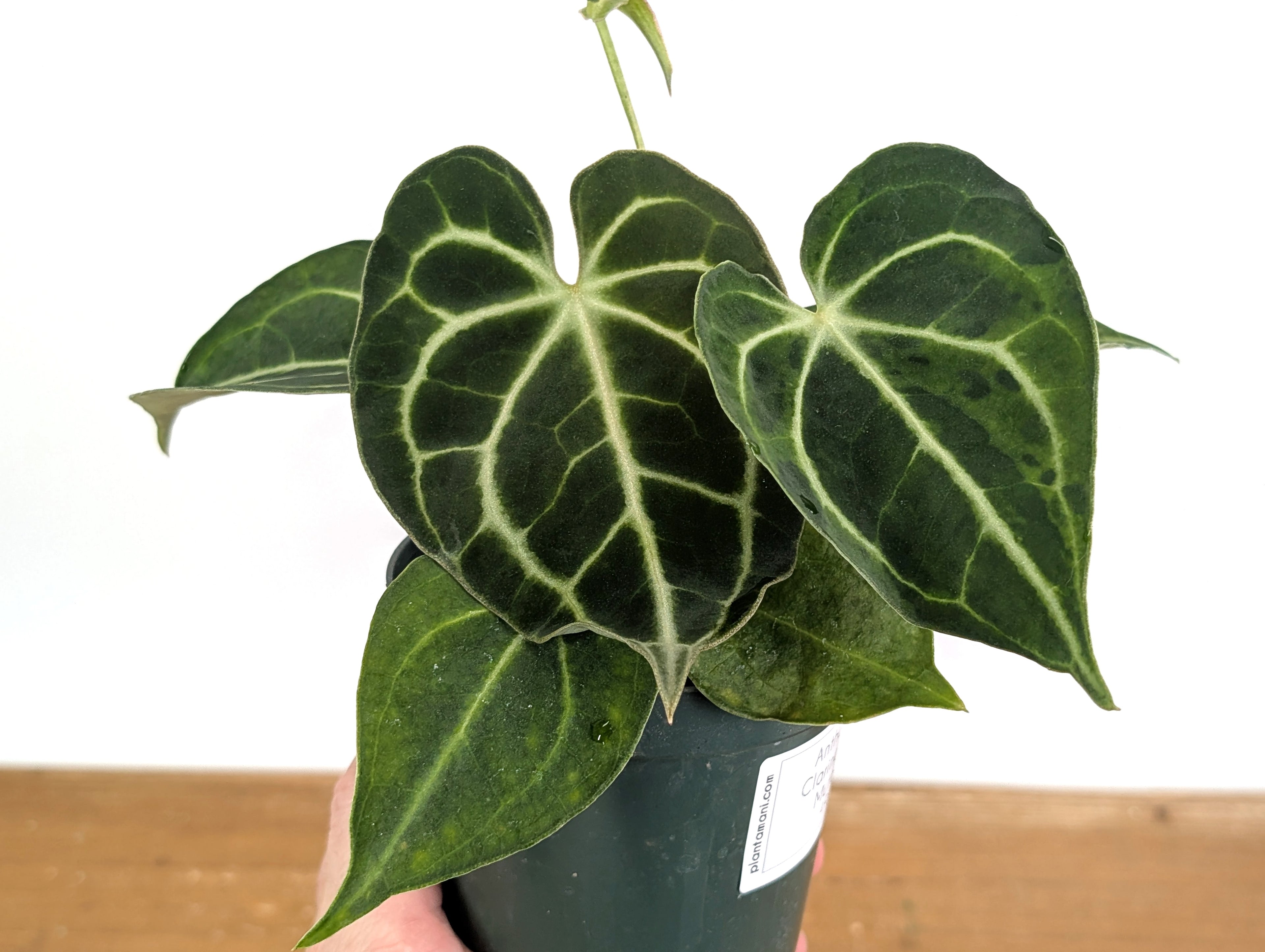 Anthurium Clarinervium Variegated Exact Plant