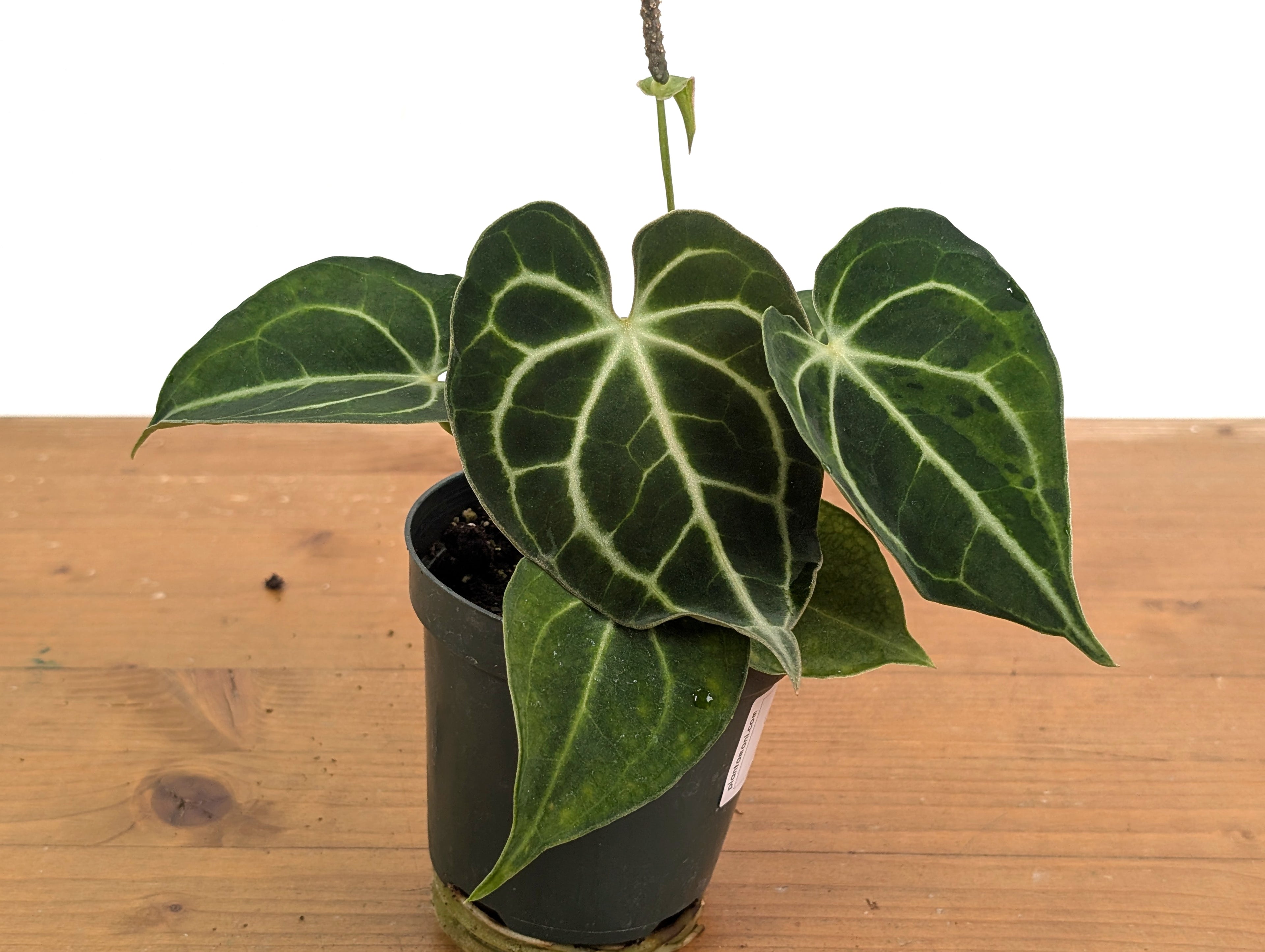 Anthurium Clarinervium Variegated Exact Plant