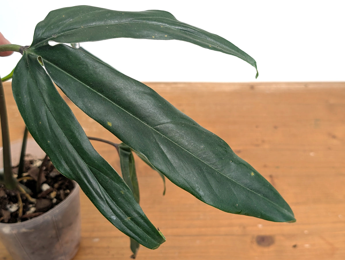 Philodendron Paloraense cf