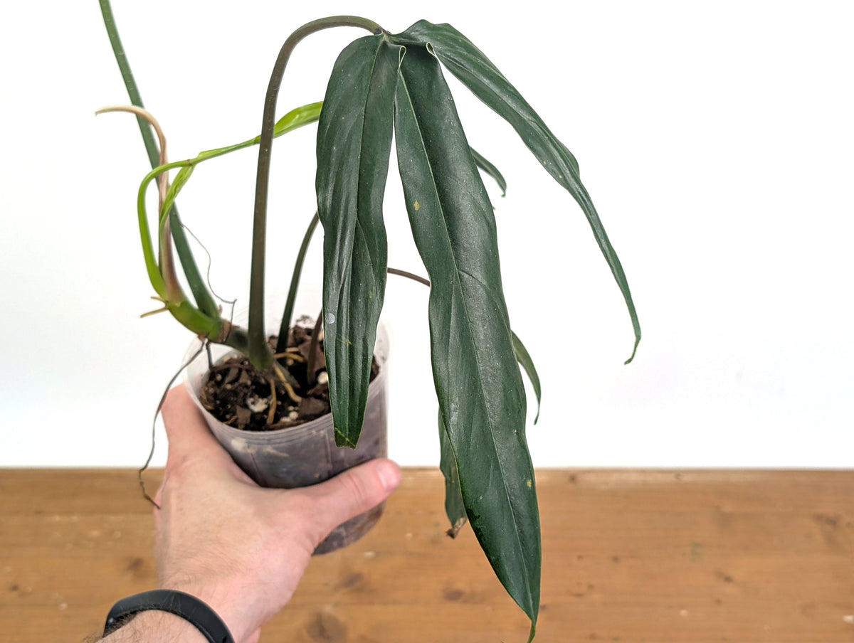 Philodendron Paloraense cf