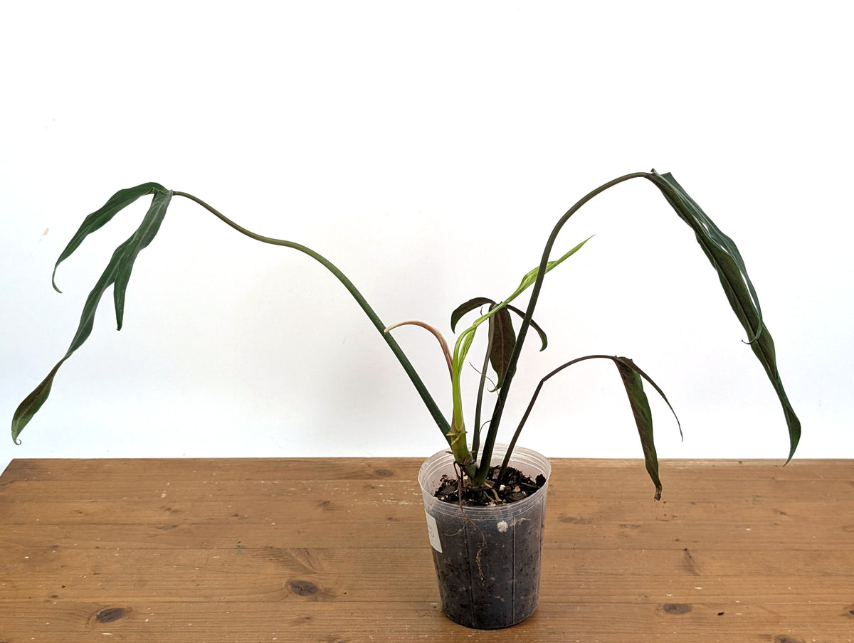 Philodendron Paloraense cf