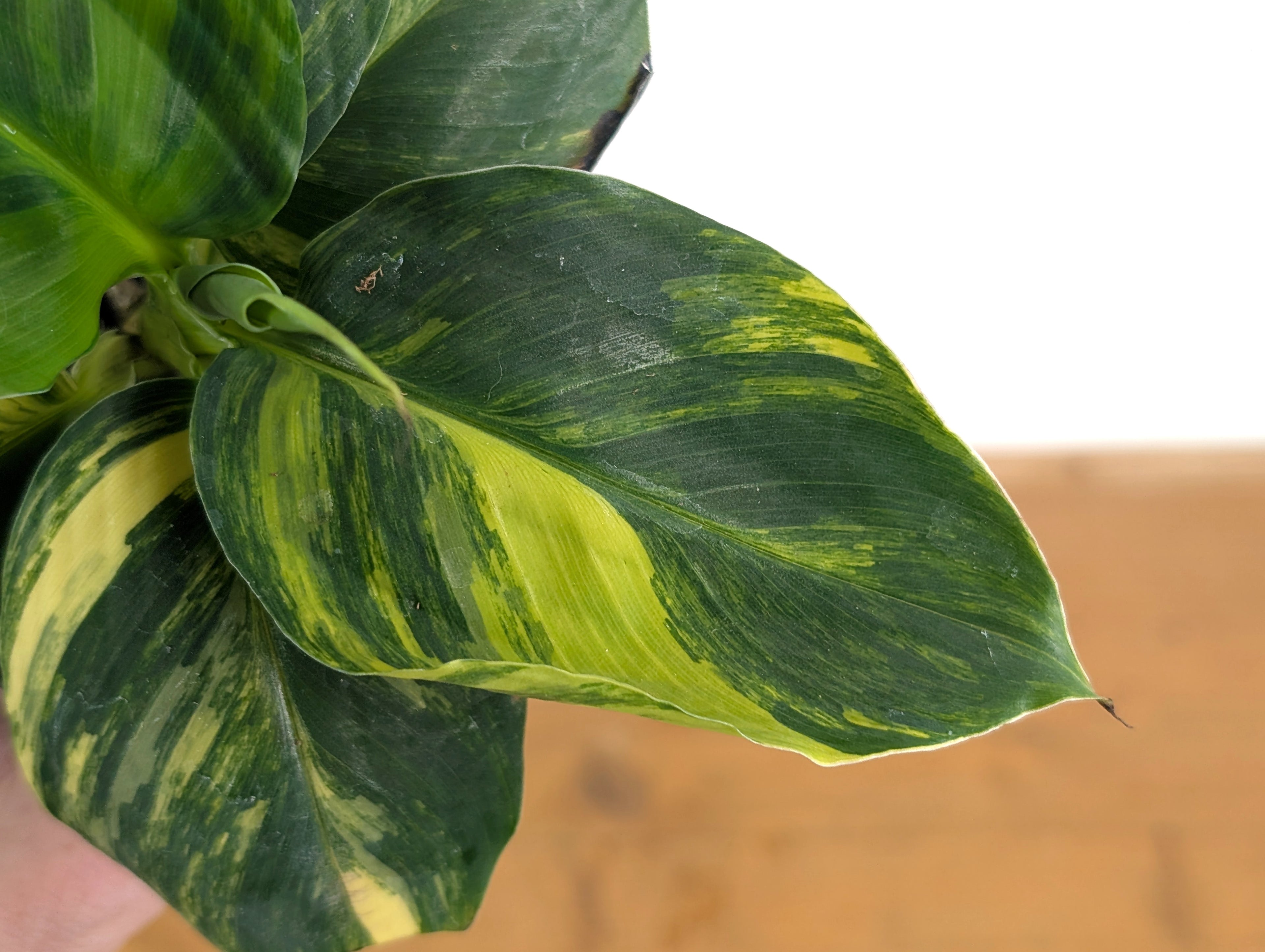 Musa Cavendish Dwarf Variegated Banana Tree