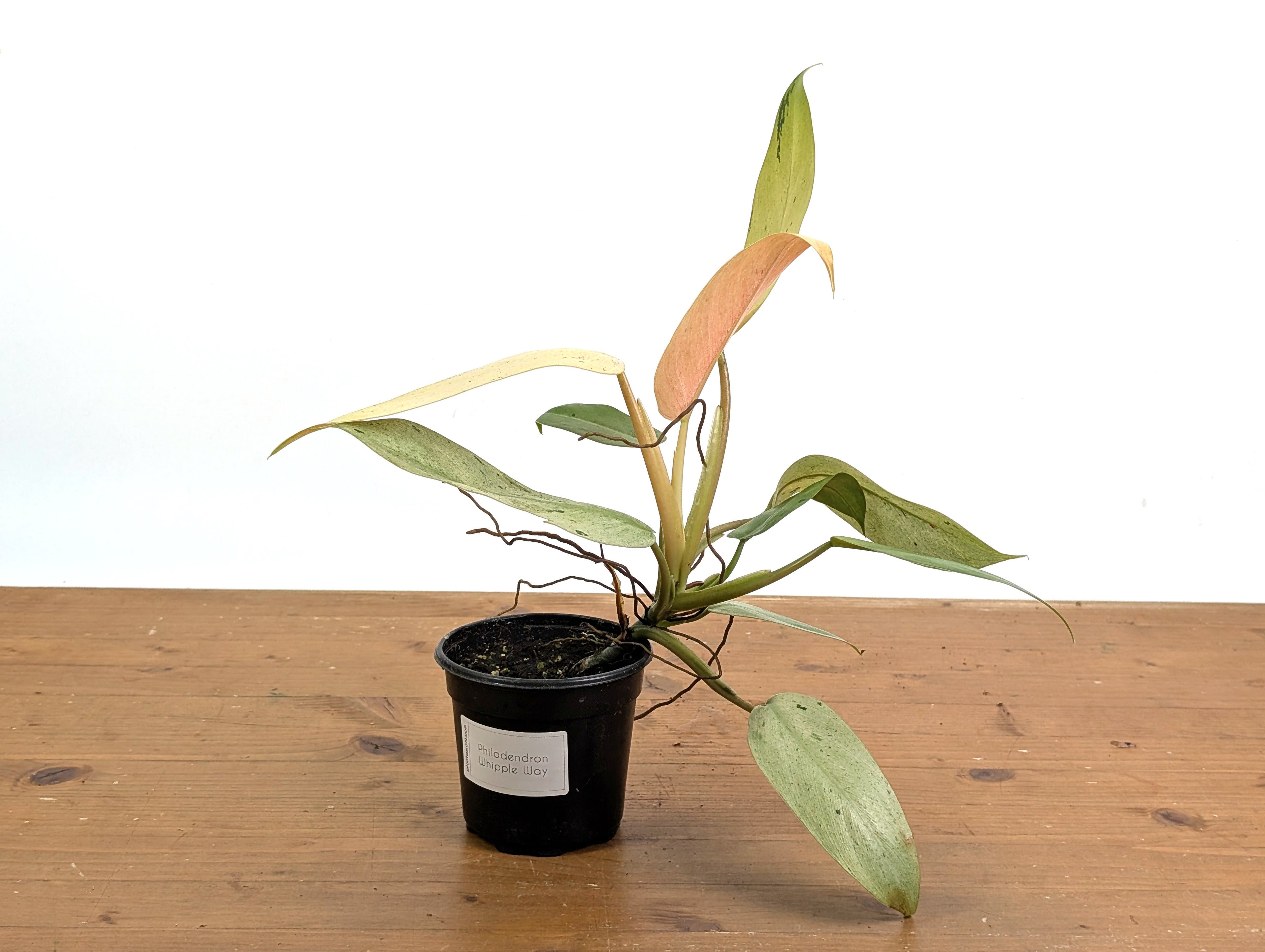Philodendron Whipple Way Variegated