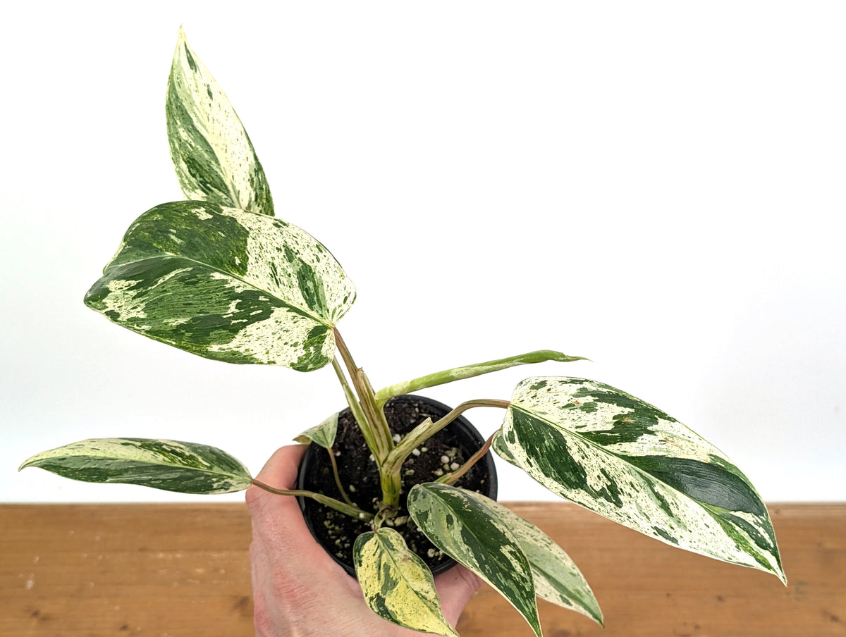 Philodendron Emerald King