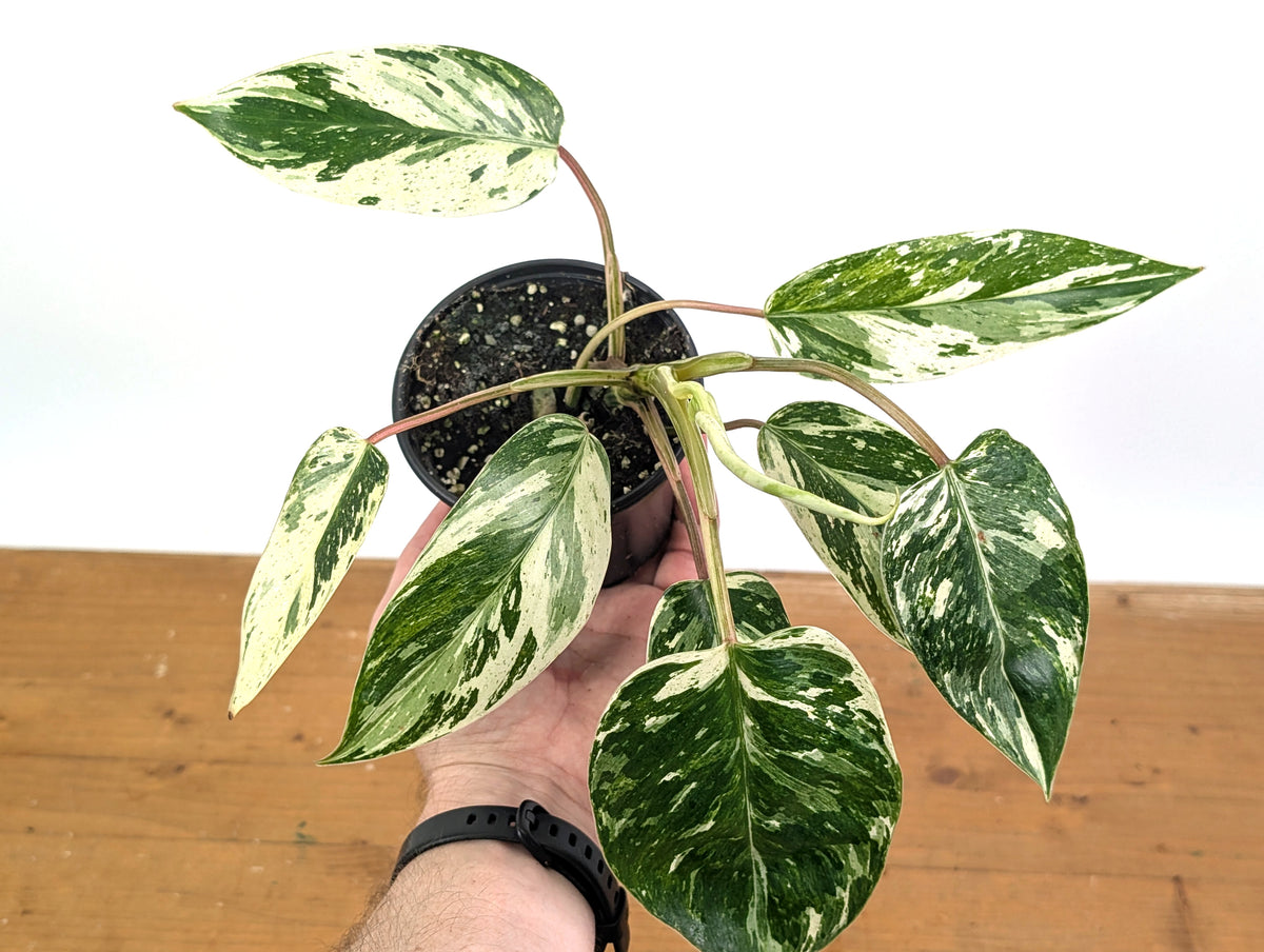 Philodendron Emerald King