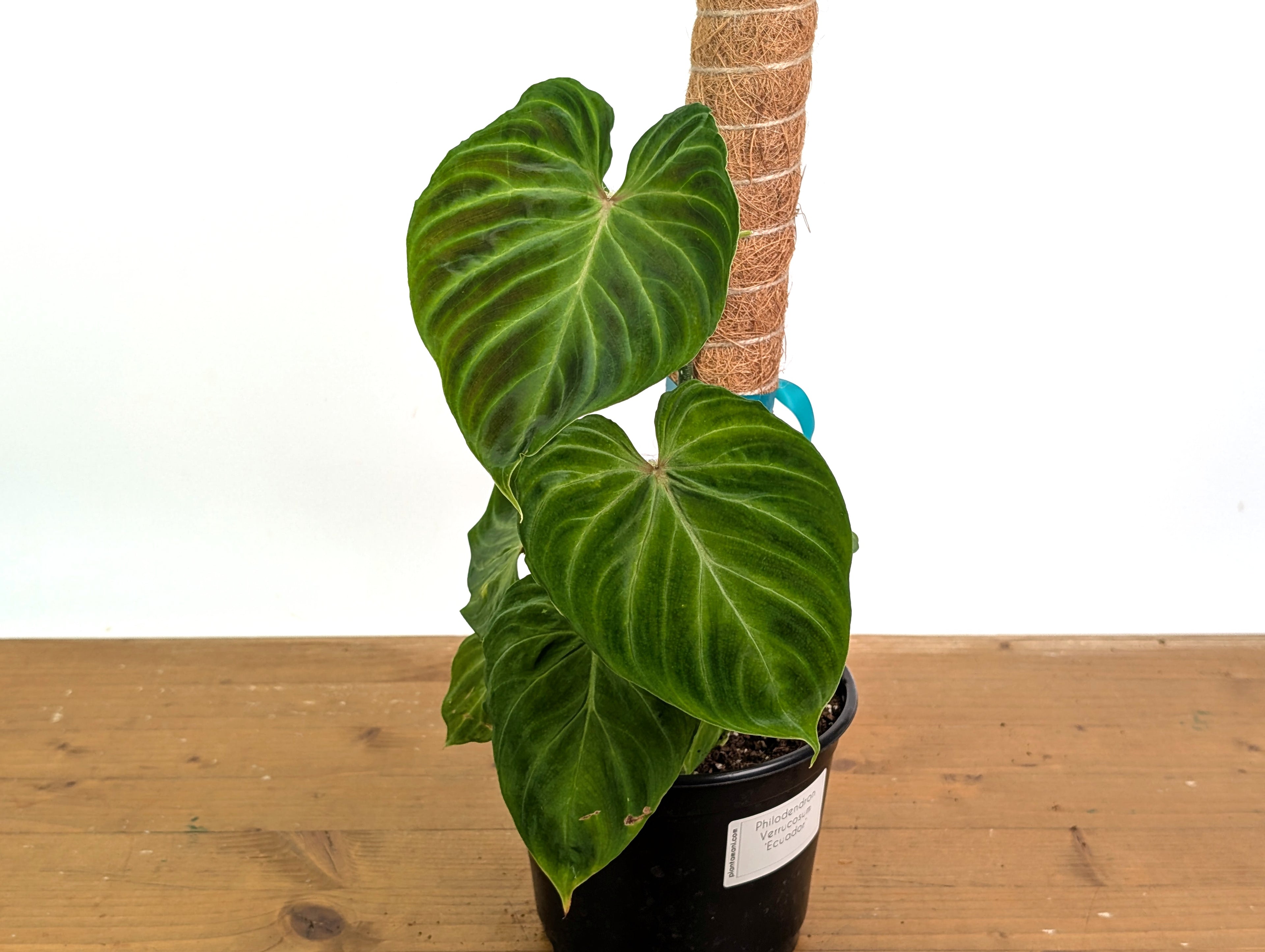 Philodendron Verrucosum Ecuador