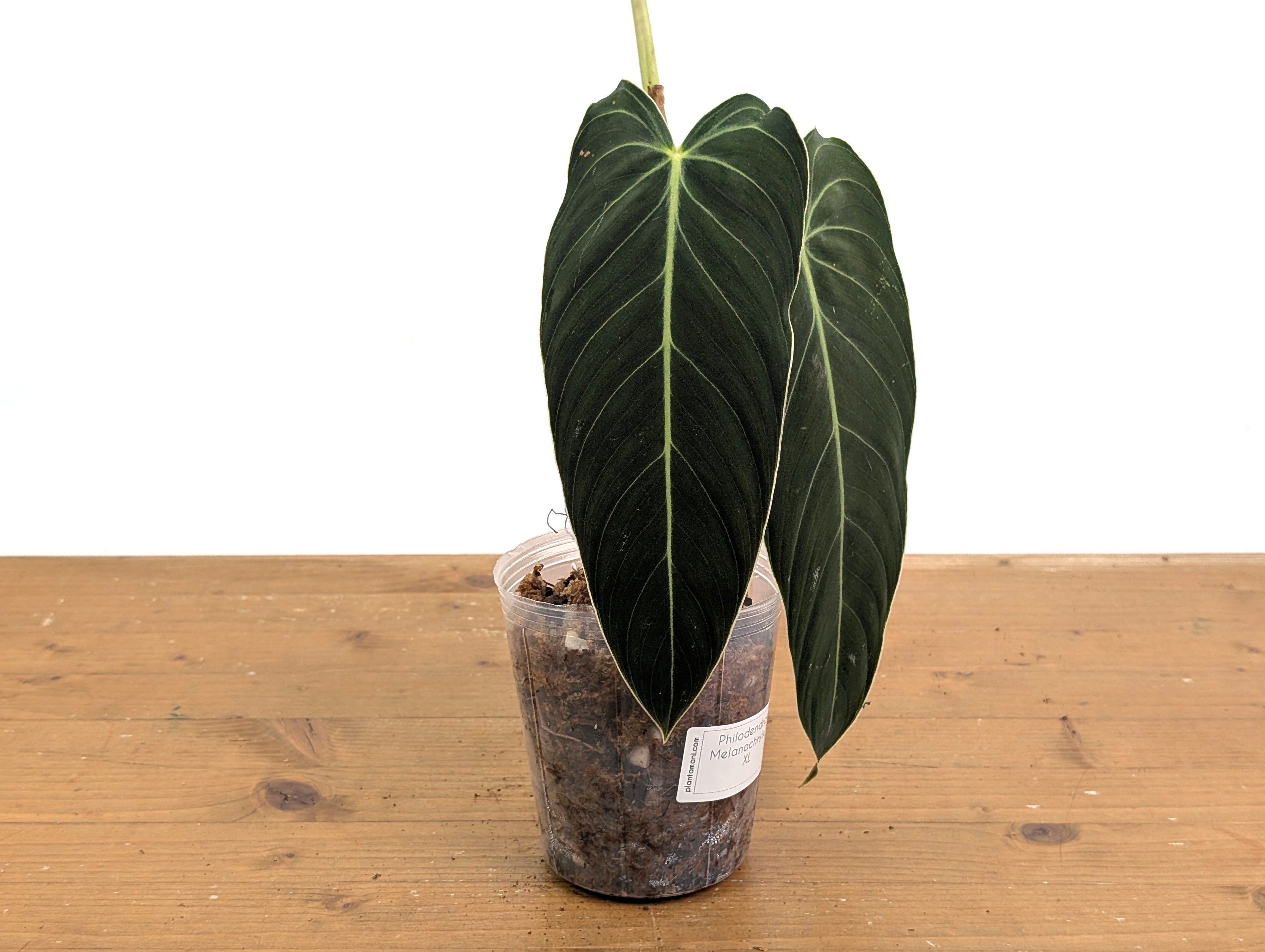 Philodendron Melanochrysum