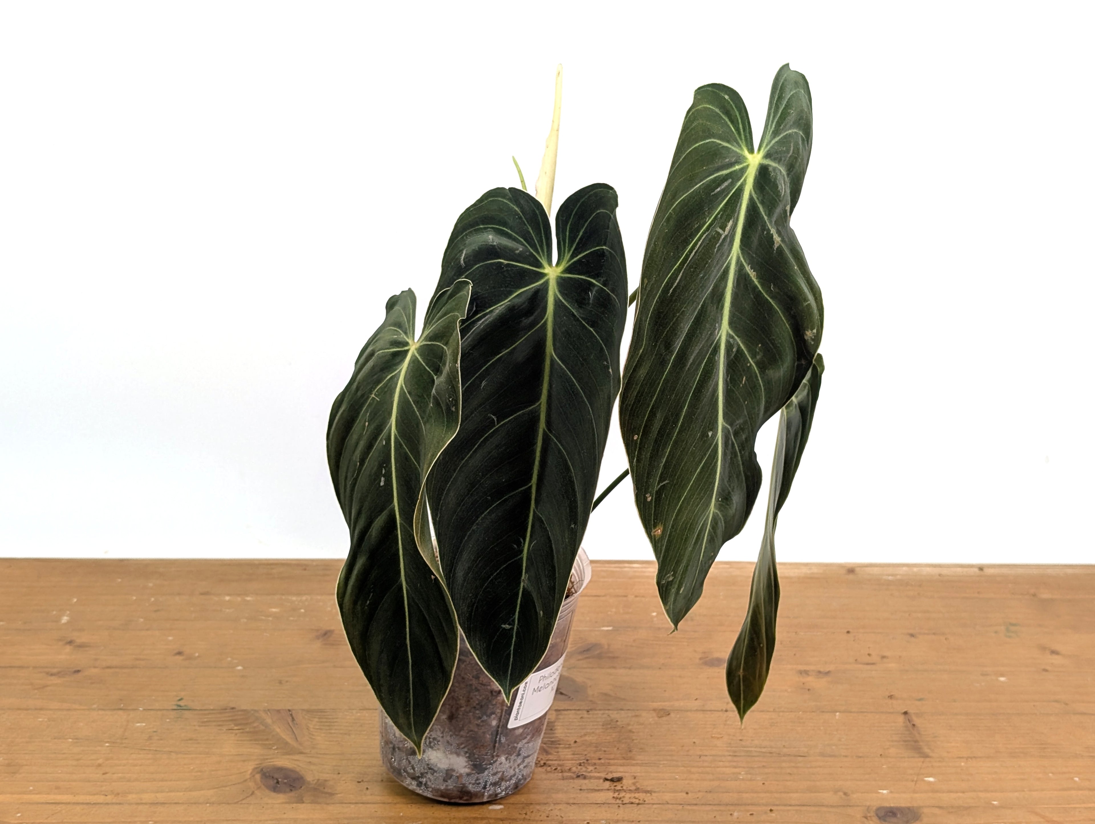Philodendron Melanochrysum