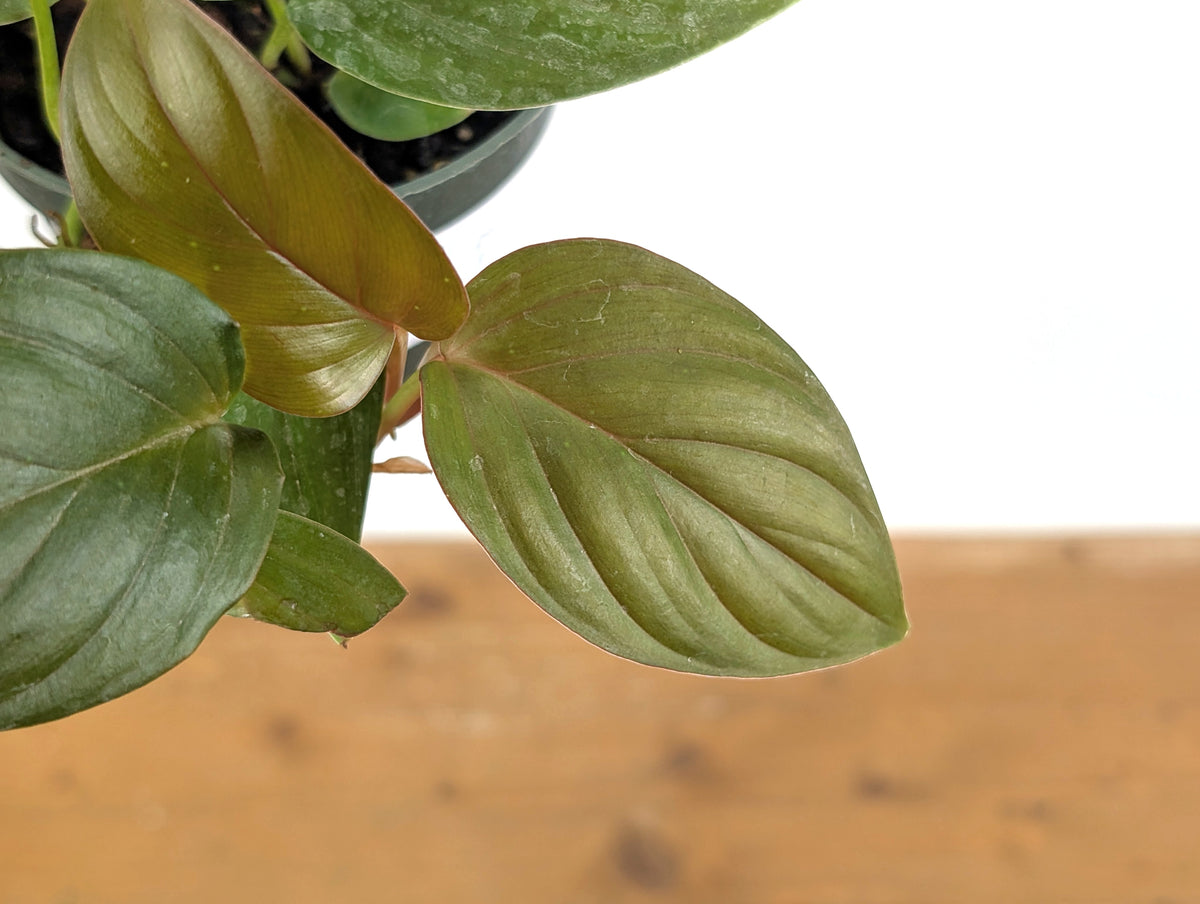 Philodendron Ernestii Red