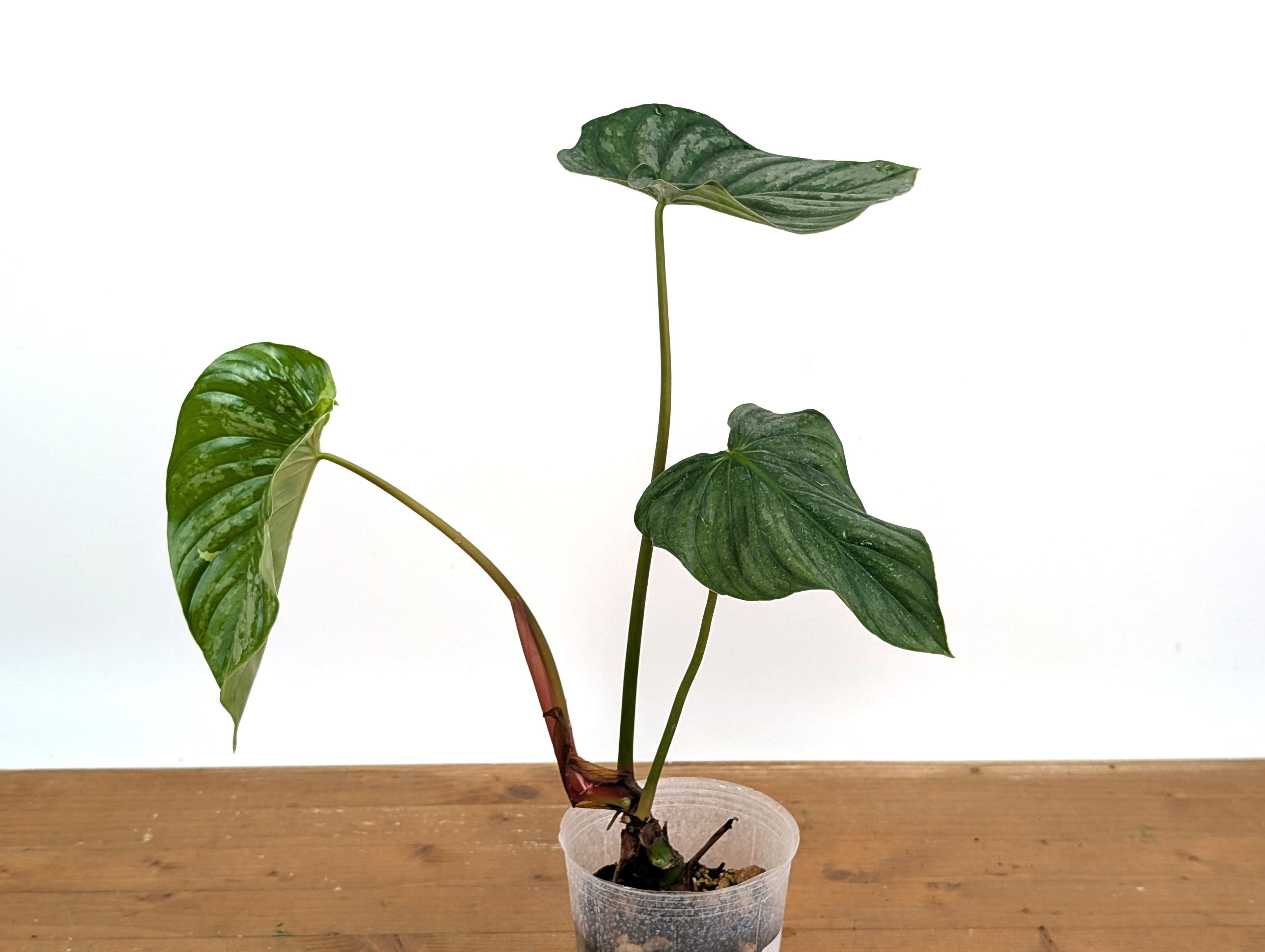 Philodendron Sodiroi