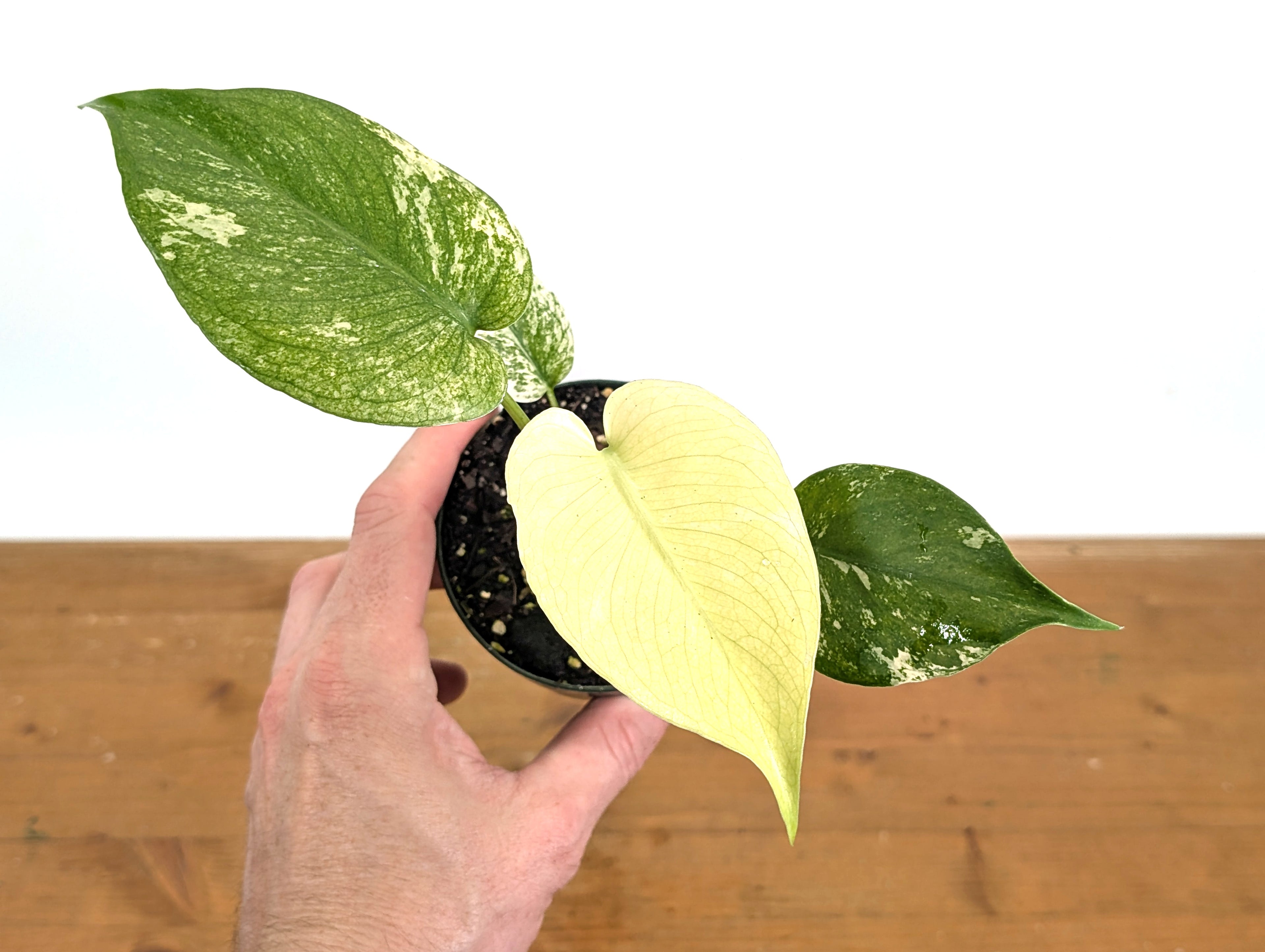 Monstera Full Mint Variegated