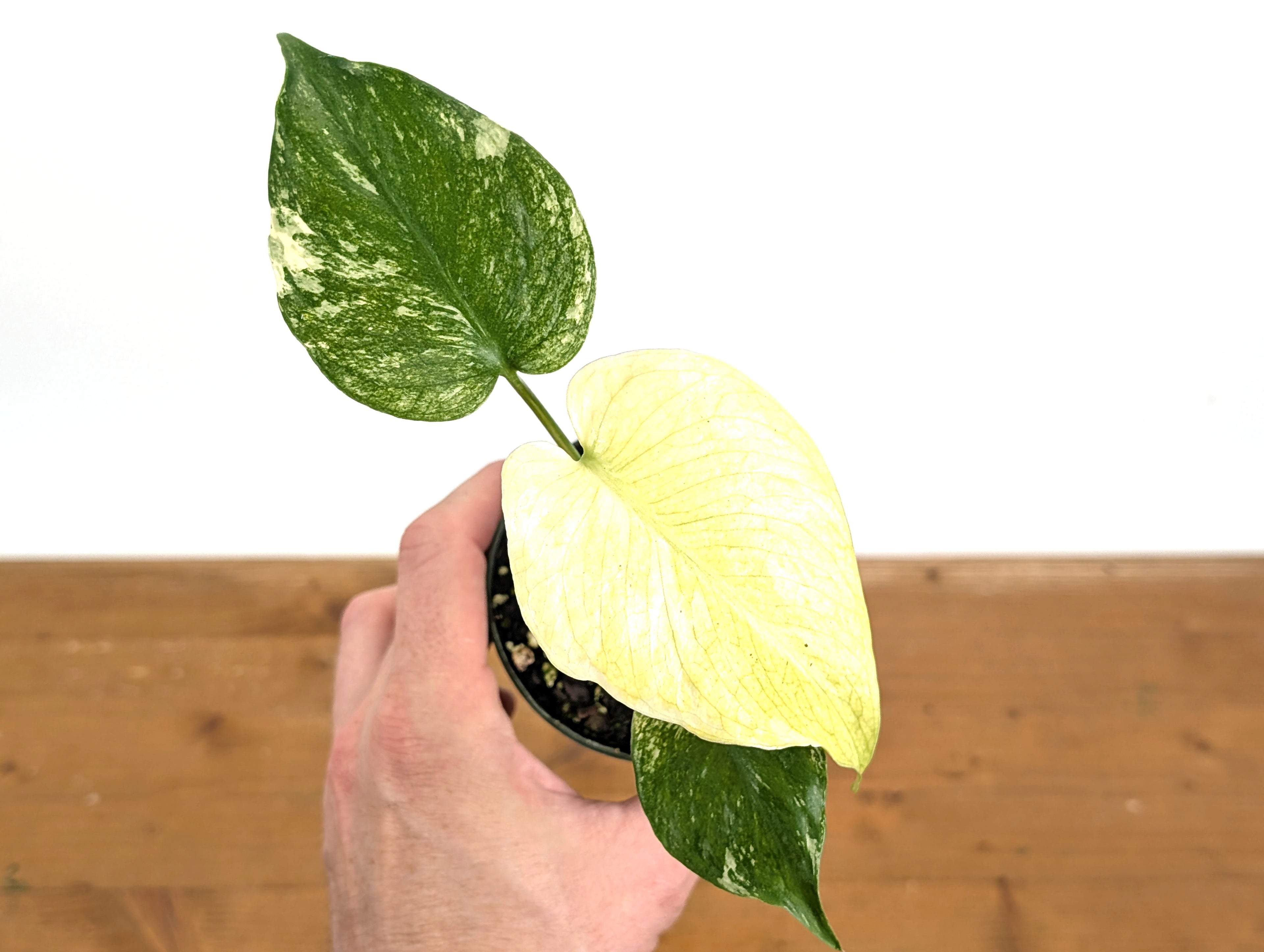 Monstera Full Mint Variegated