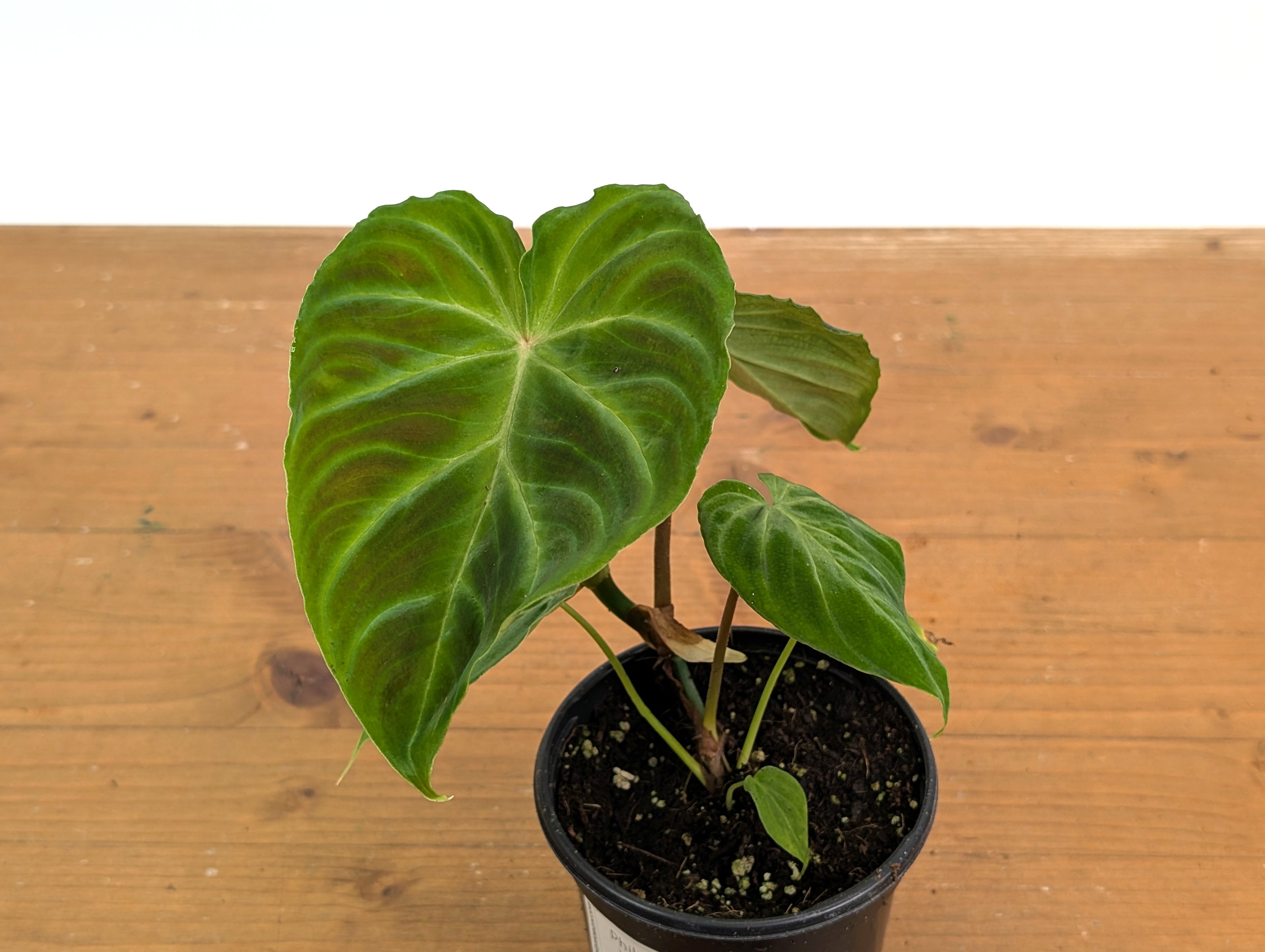 Philodendron Verrucosum Ecuador