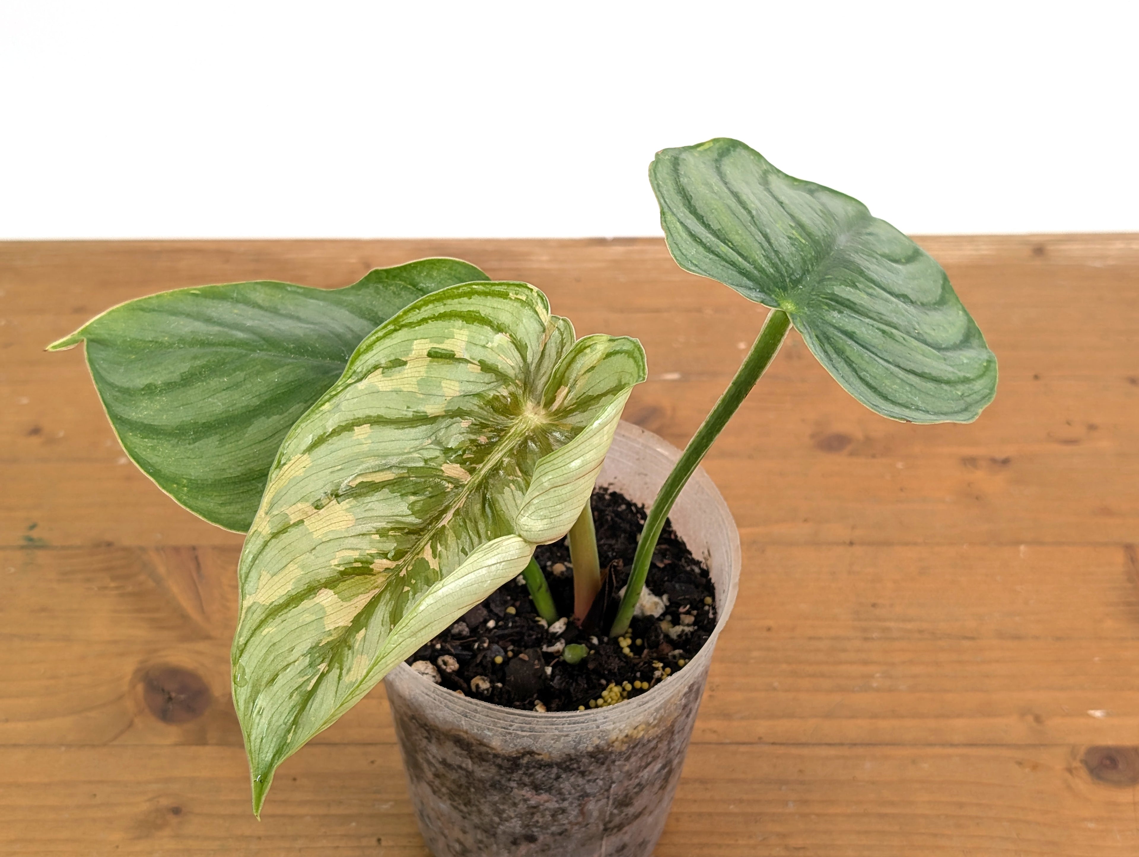 Philodendron Plowmanii Citrus Variegated - Exact Plant Pictured