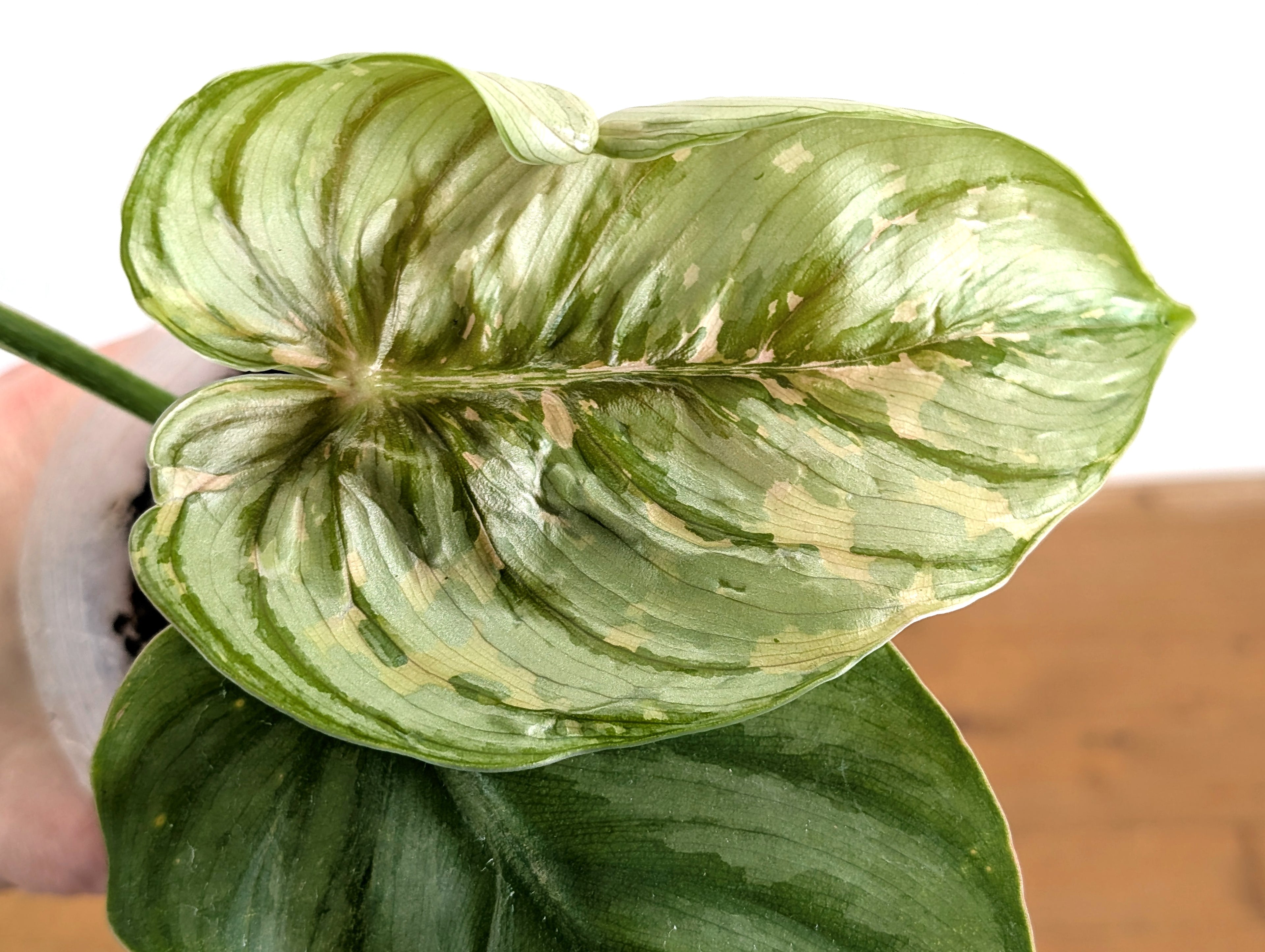 Philodendron Plowmanii Citrus Variegated - Exact Plant Pictured