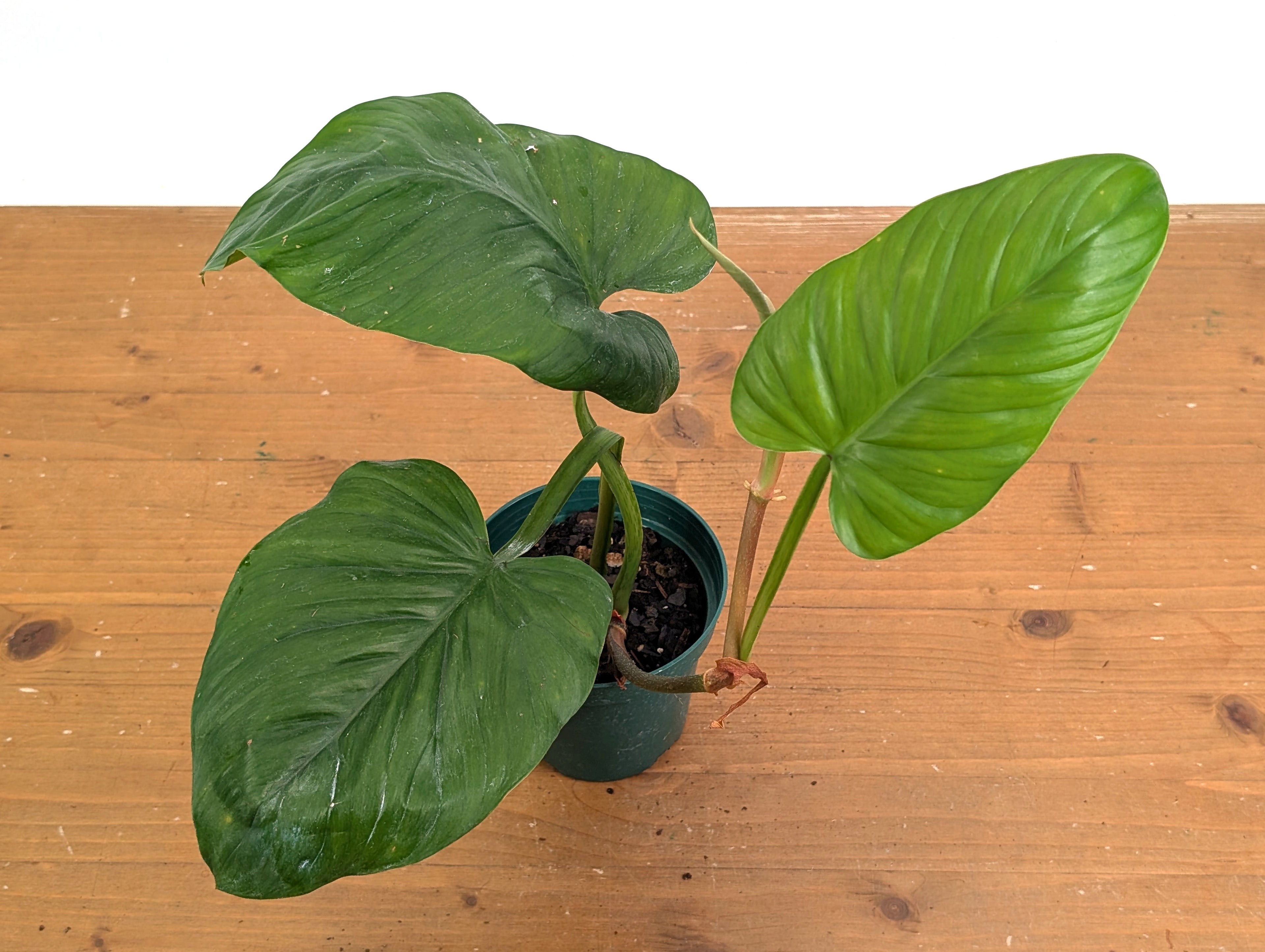 Philodendron Ernestii