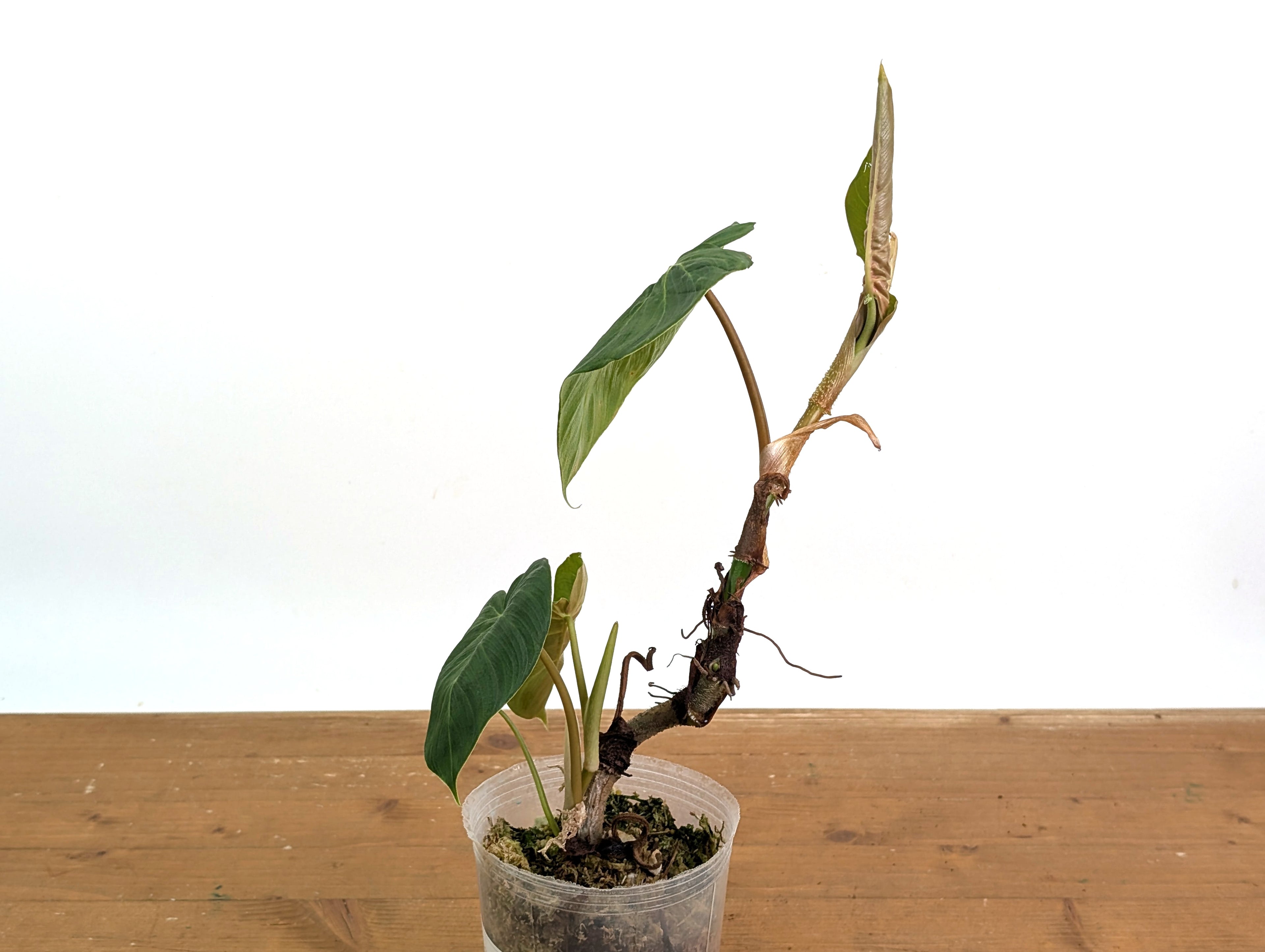 Philodendron Fibrosum