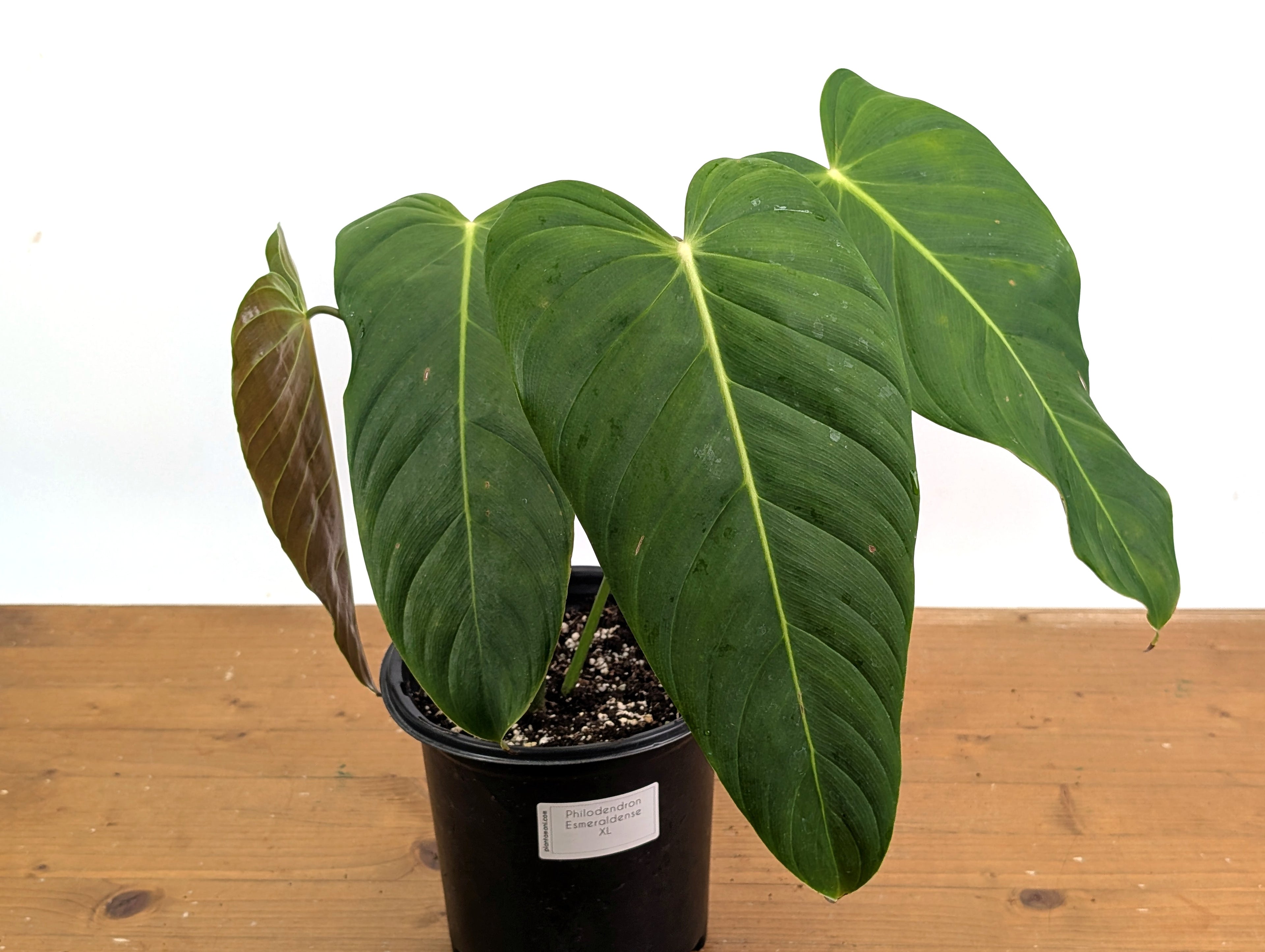 Philodendron Esmeraldense
