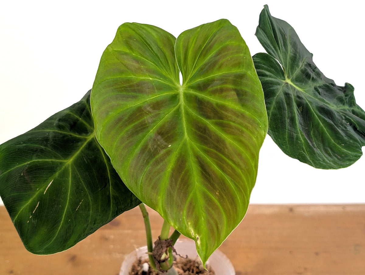Philodendron Verrucosum Acoiris