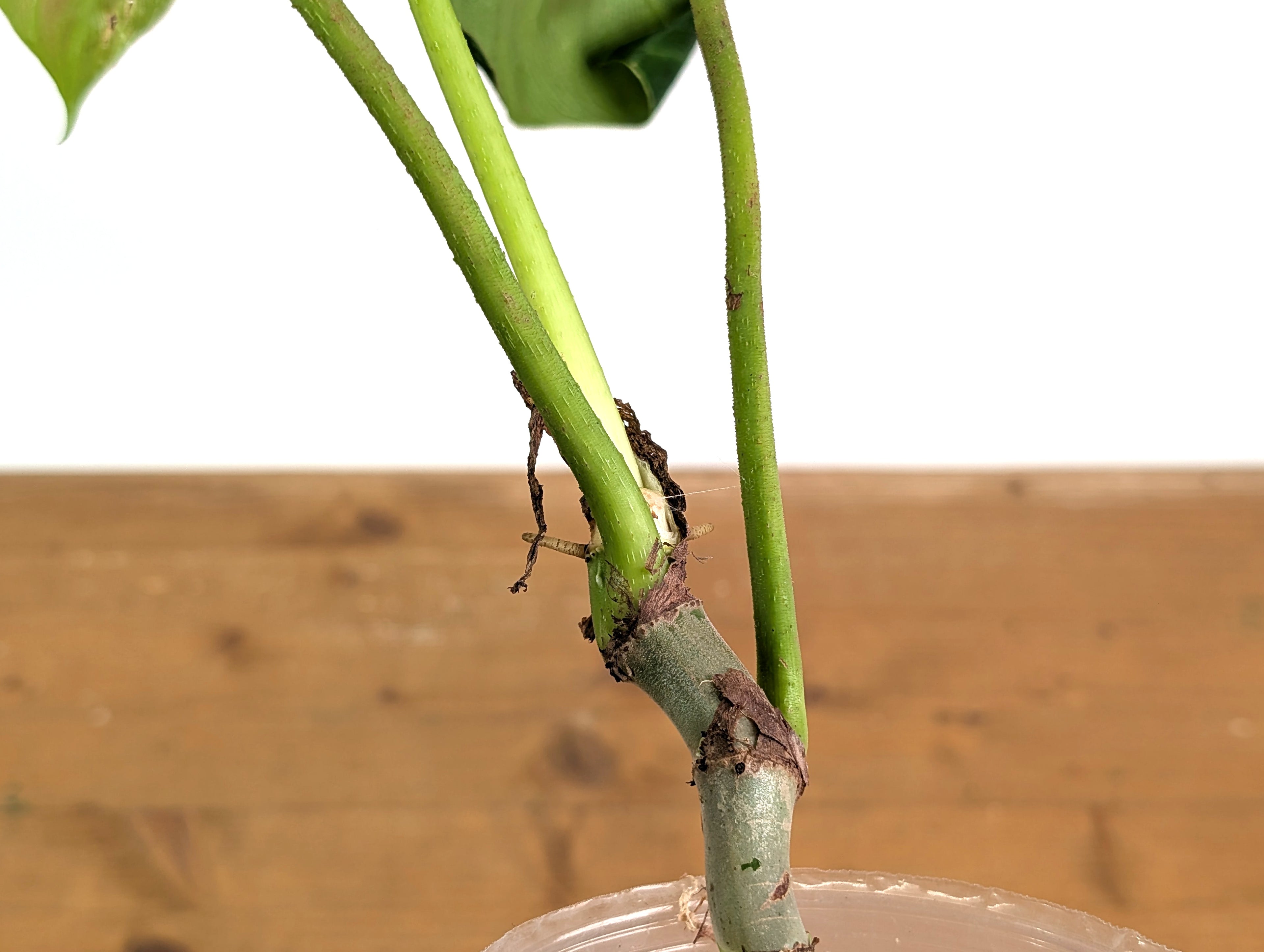 Philodendron Verrucosum Acoiris