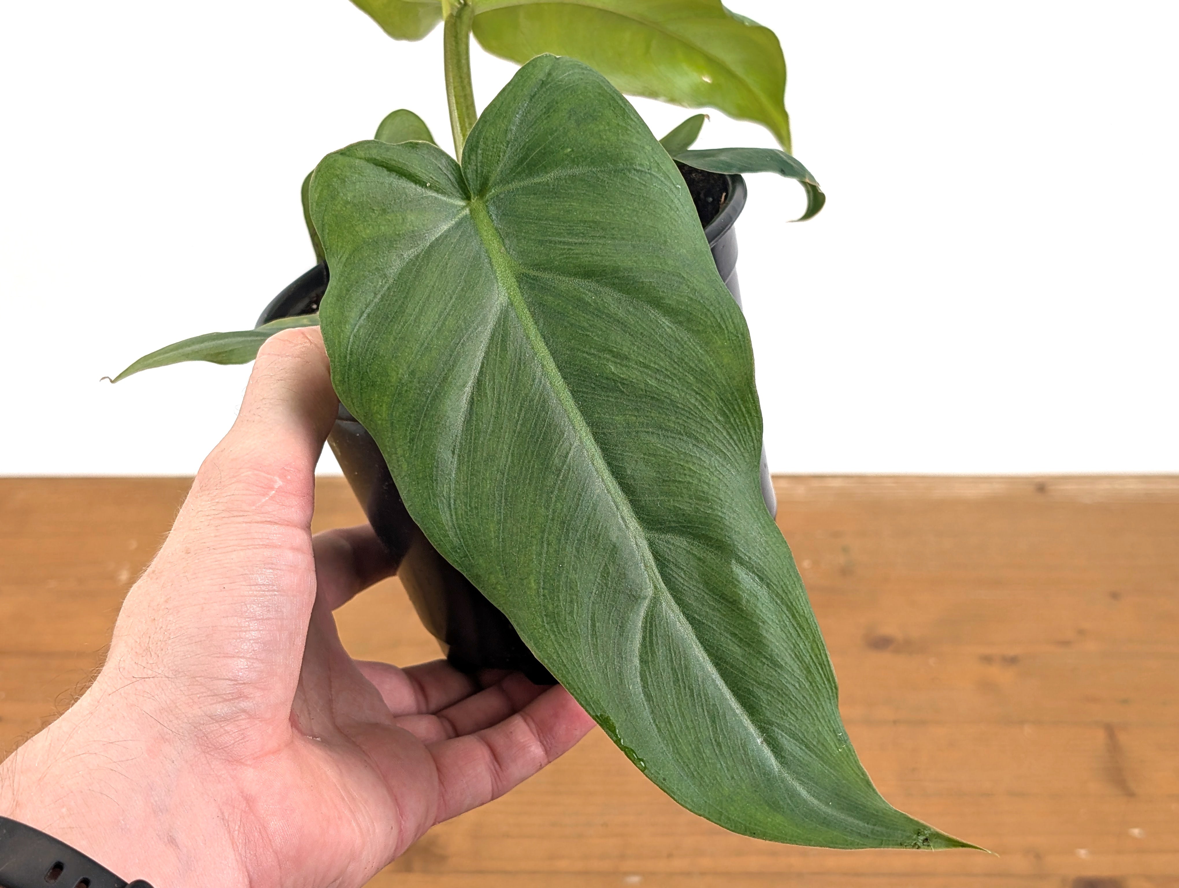 philodendron maximum Philodendron Maximum