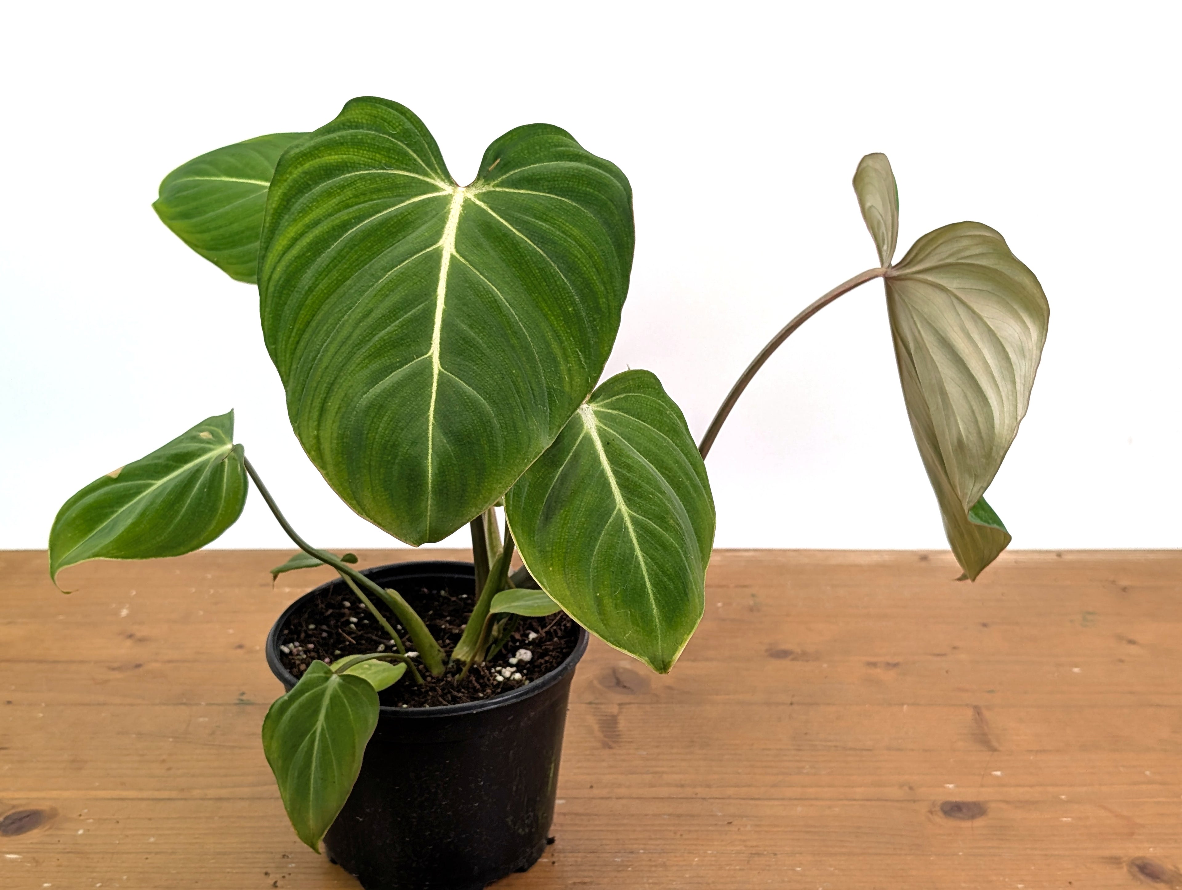 Philodendron Gloriosum