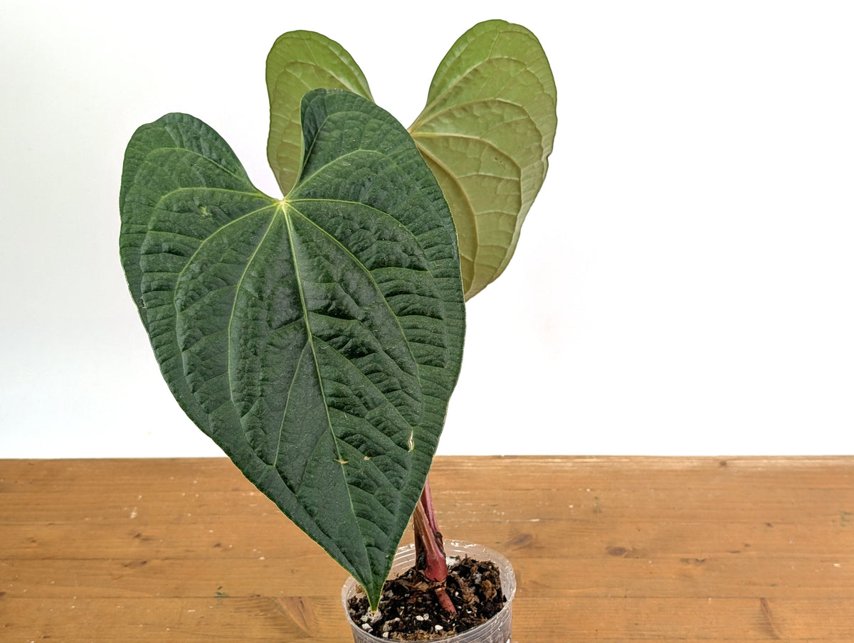 Anthurium Magnificum x Anthurium Luxurians
