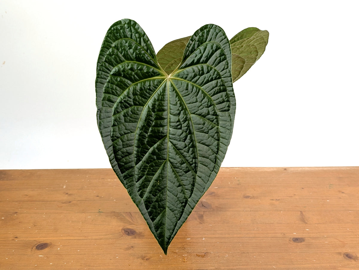 Anthurium Magnificum x Anthurium Luxurians