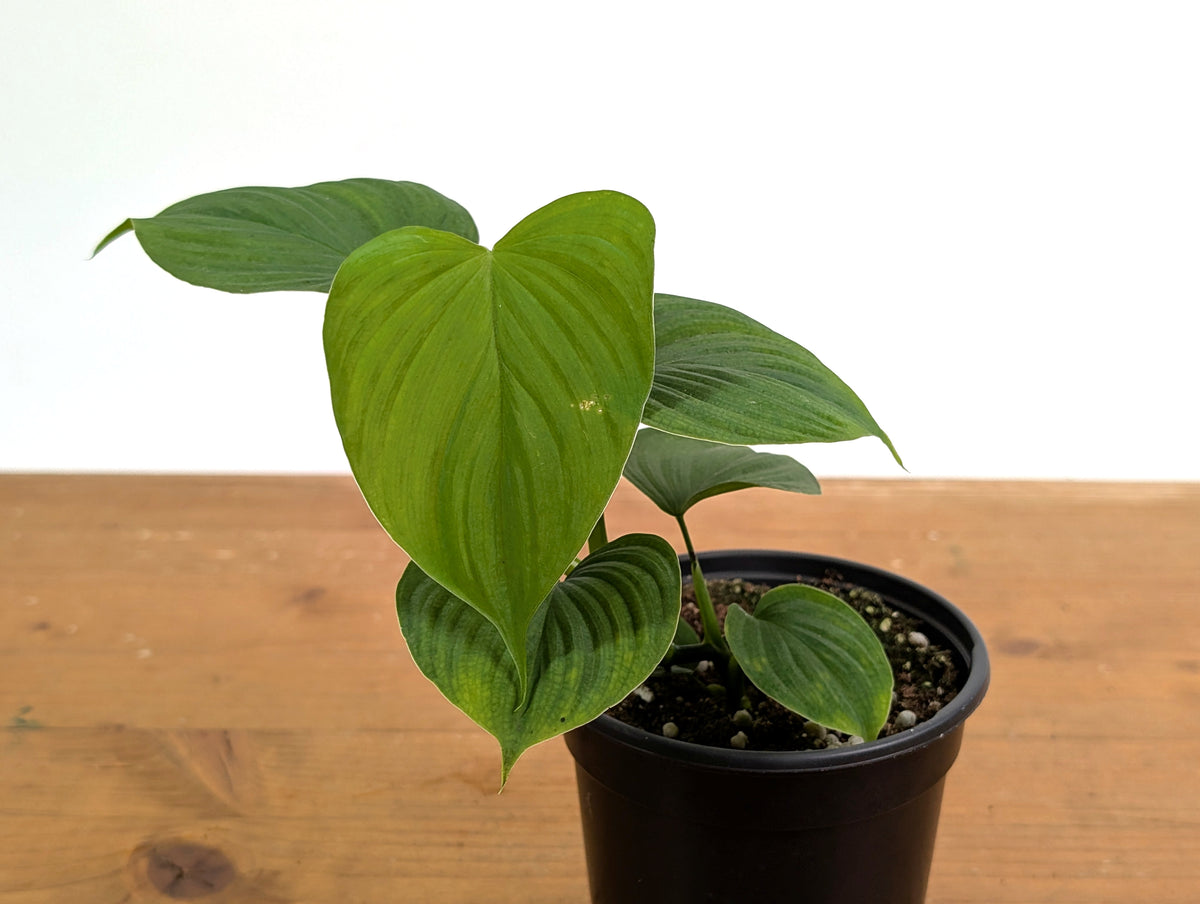 Philodendron Peru
