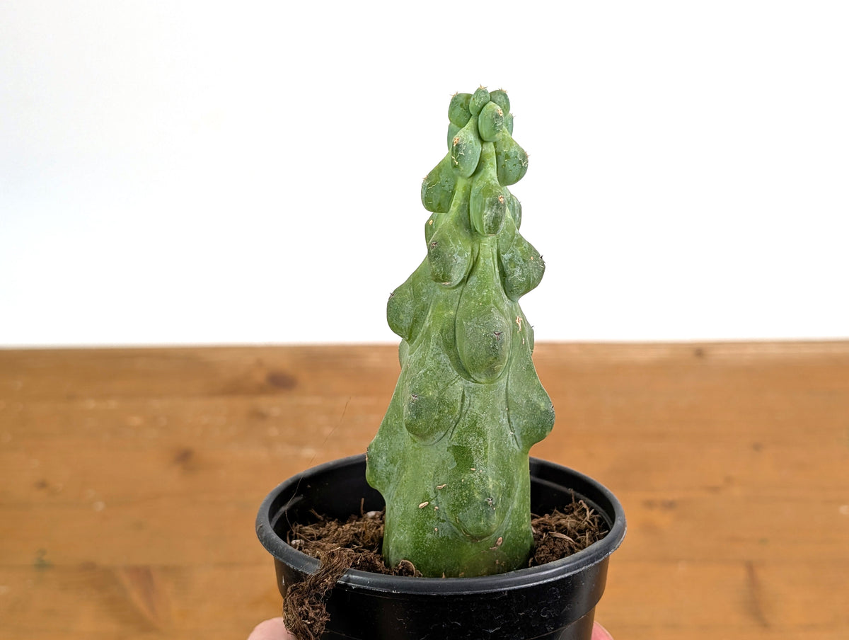 Boobie Cactus