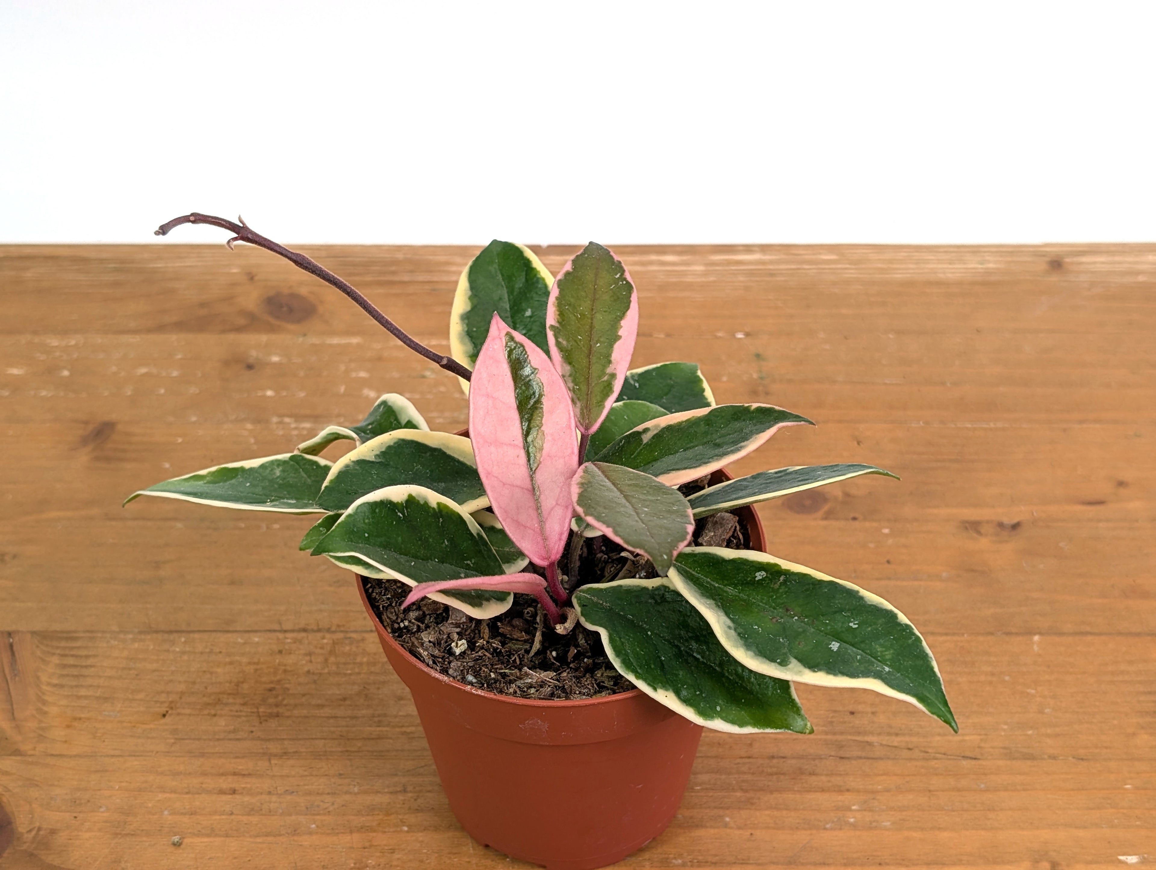 Hoya Flamingo Dream (Purple Pride)