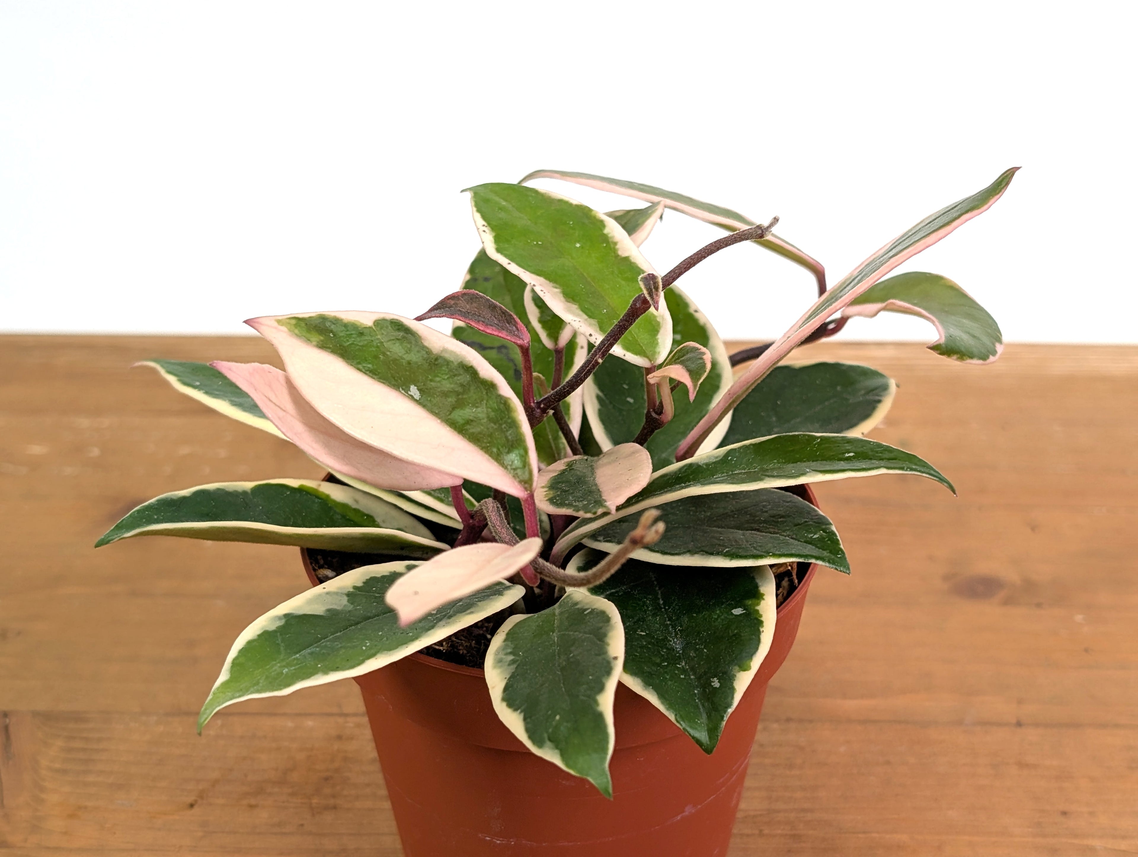 Hoya Flamingo Dream (Purple Pride)