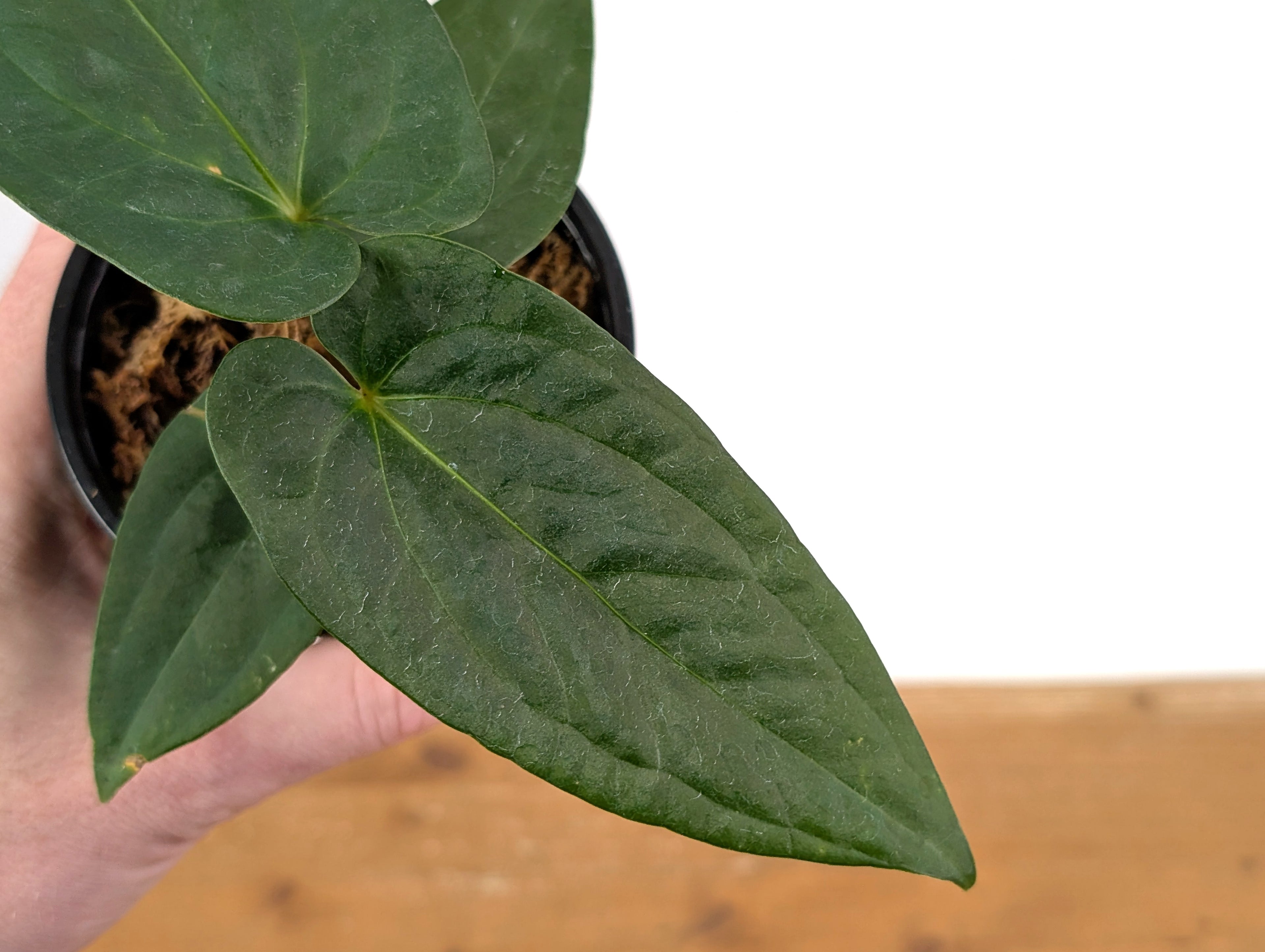 Anthurium Papillilaminum x Pinkleyi
