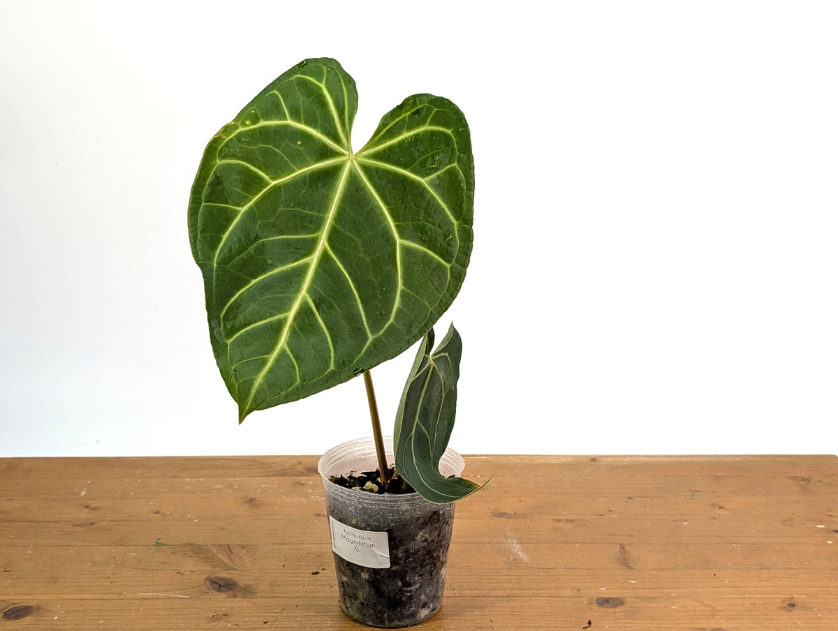 Anthurium Magnificum