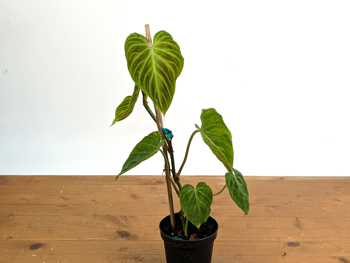 Philodendron Verrucosum 'Esmeralda'