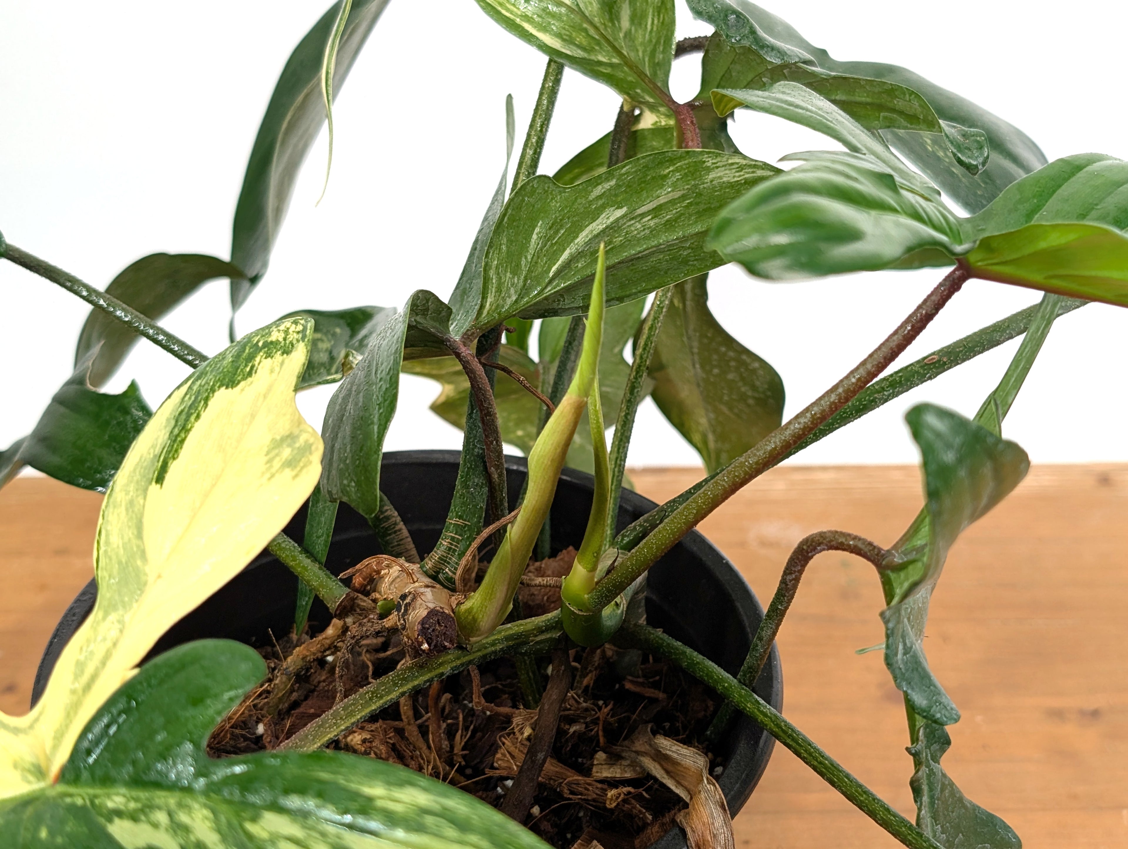 Philodendron Florida Beauty Variegated - EXACT Gallon Pot 50A