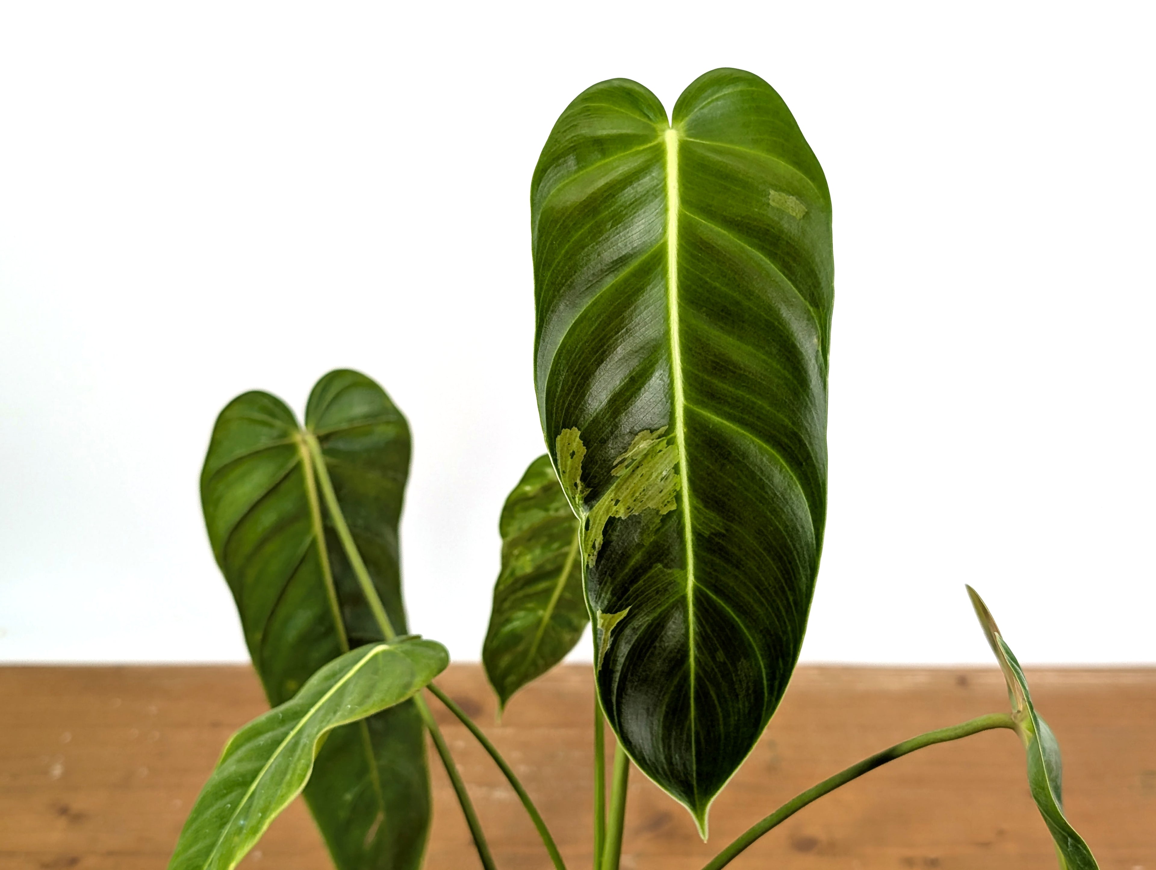 Exact Variegated Philodendron Green Sky