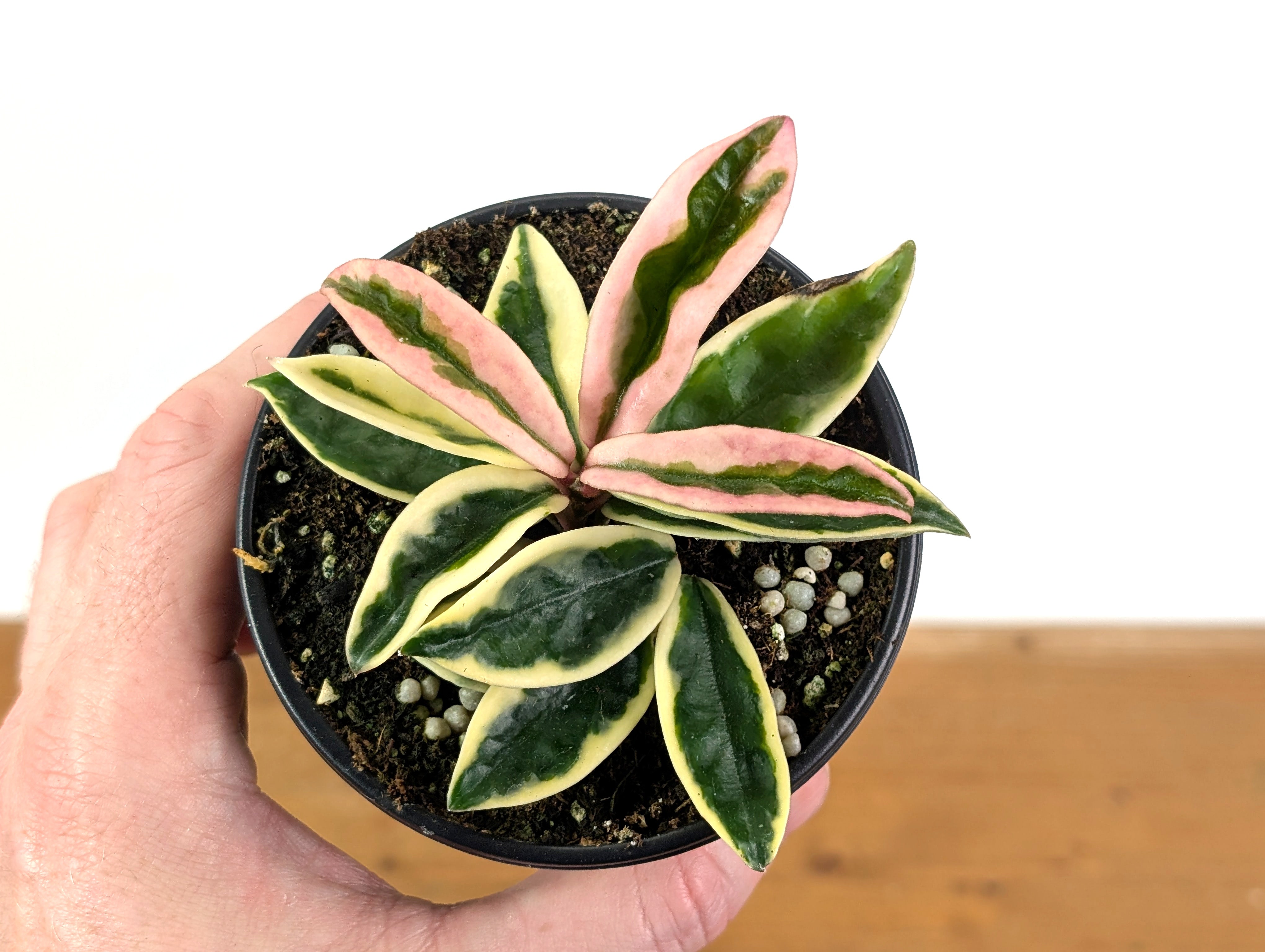 Hoya Krinkle 8 Albo Marginata – Plantamani Plants