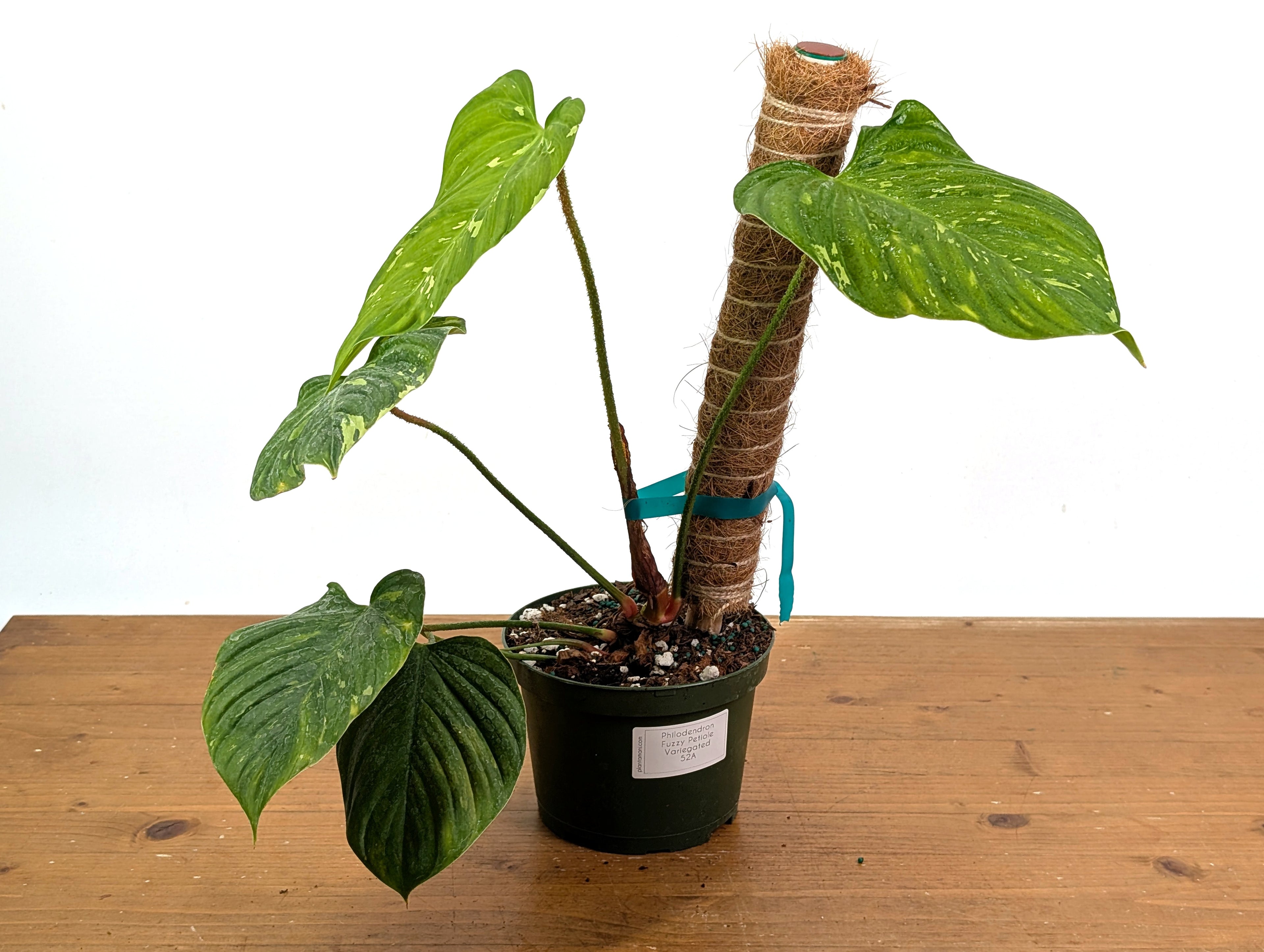 EXACT Variegated Philodendron Fuzzy Petiole