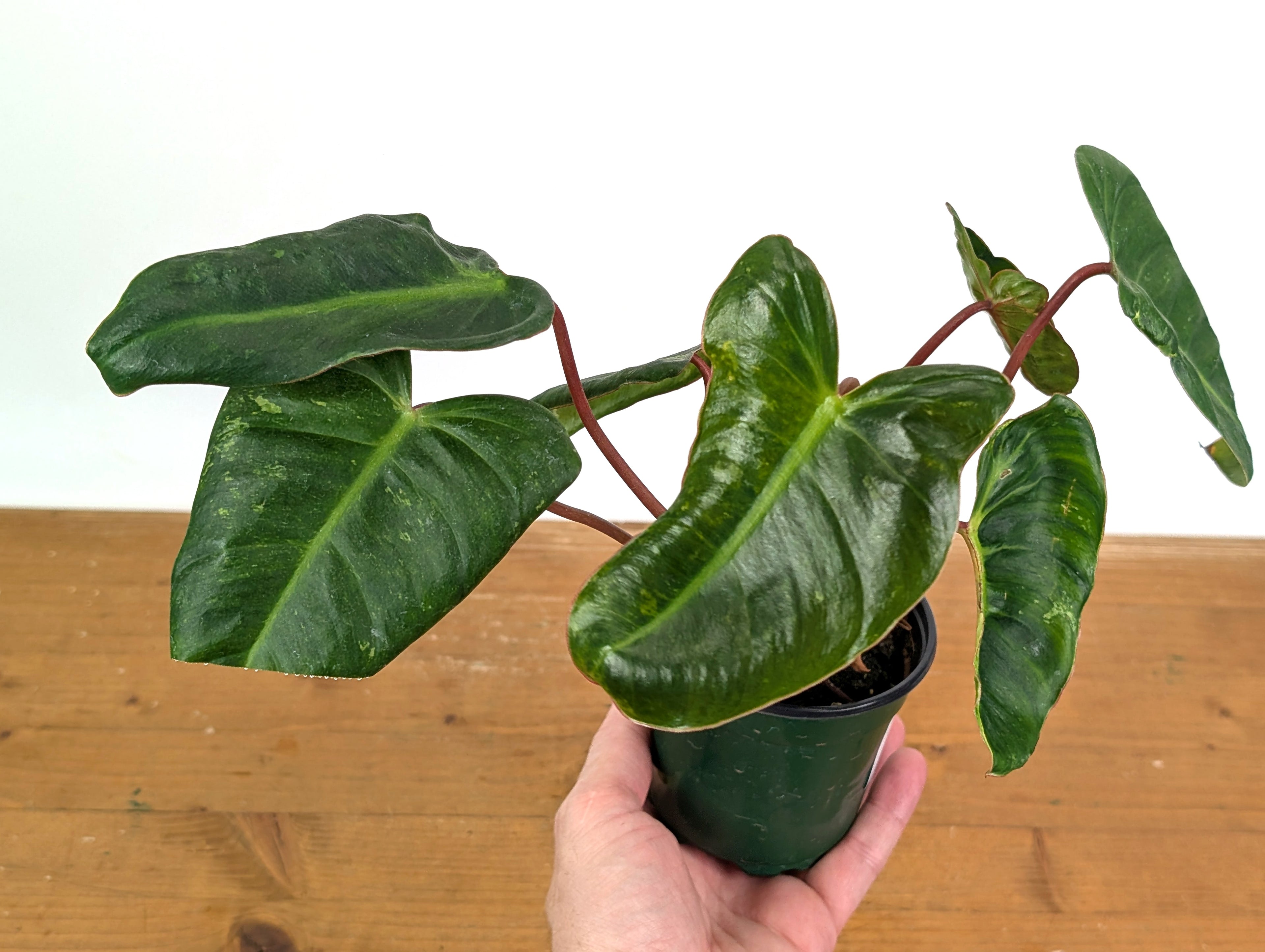 Philodendron El Choco x Billietiae - Exact Plant