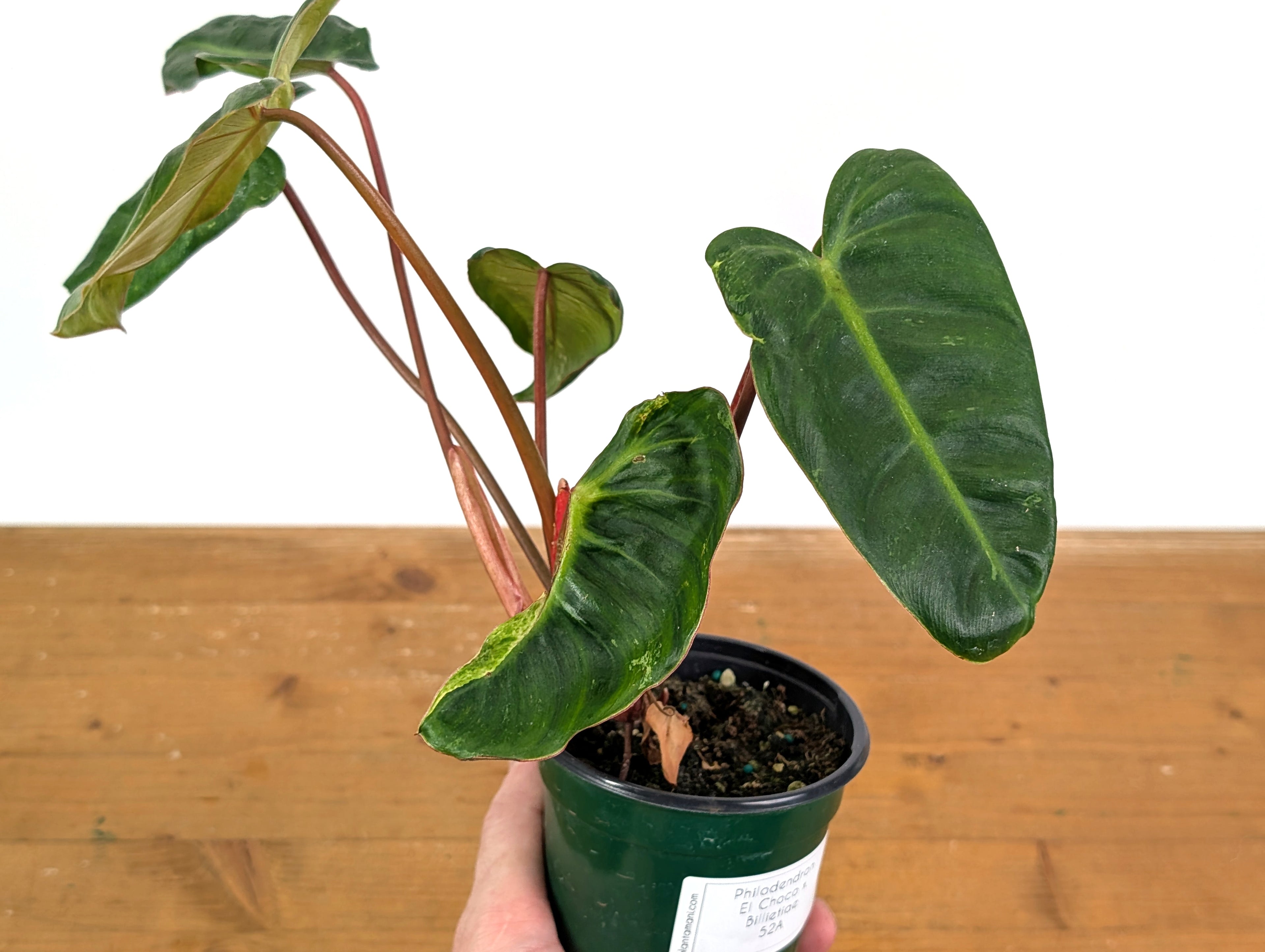 Philodendron El Choco x Billietiae - Exact Plant