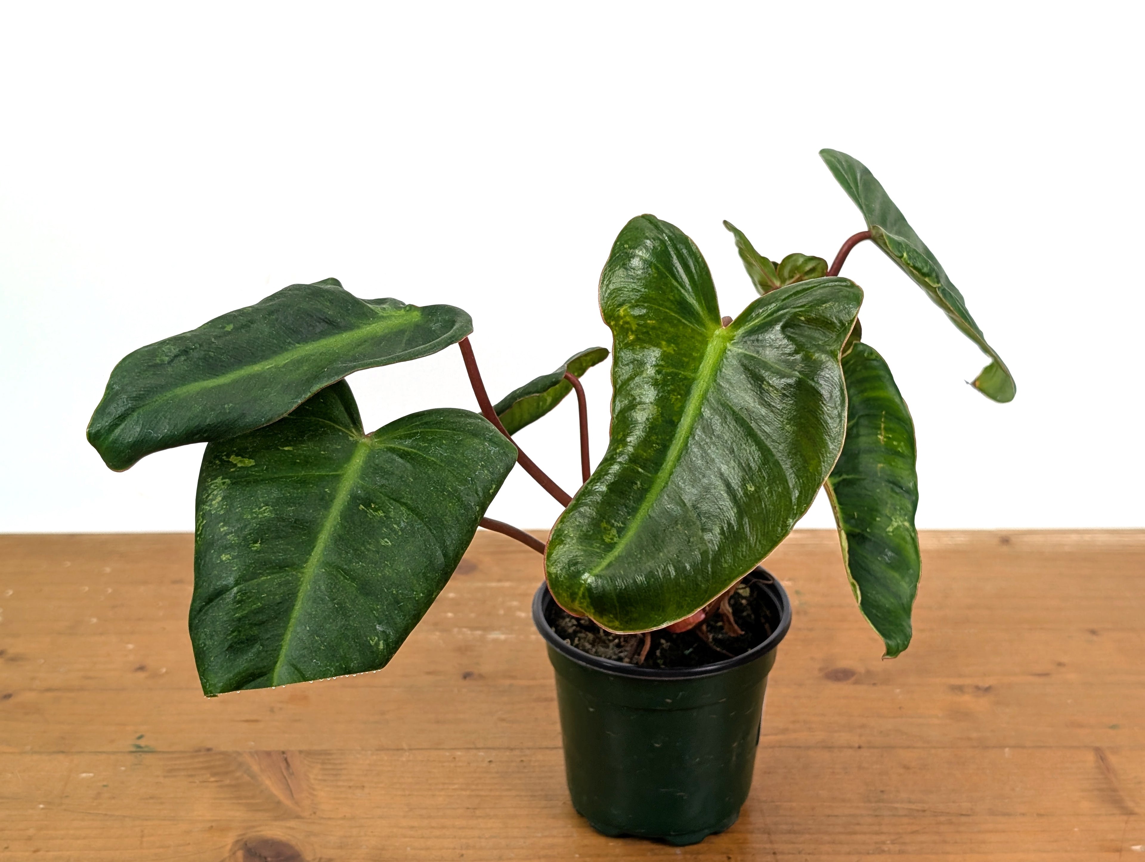 Philodendron El Choco x Billietiae - Exact Plant
