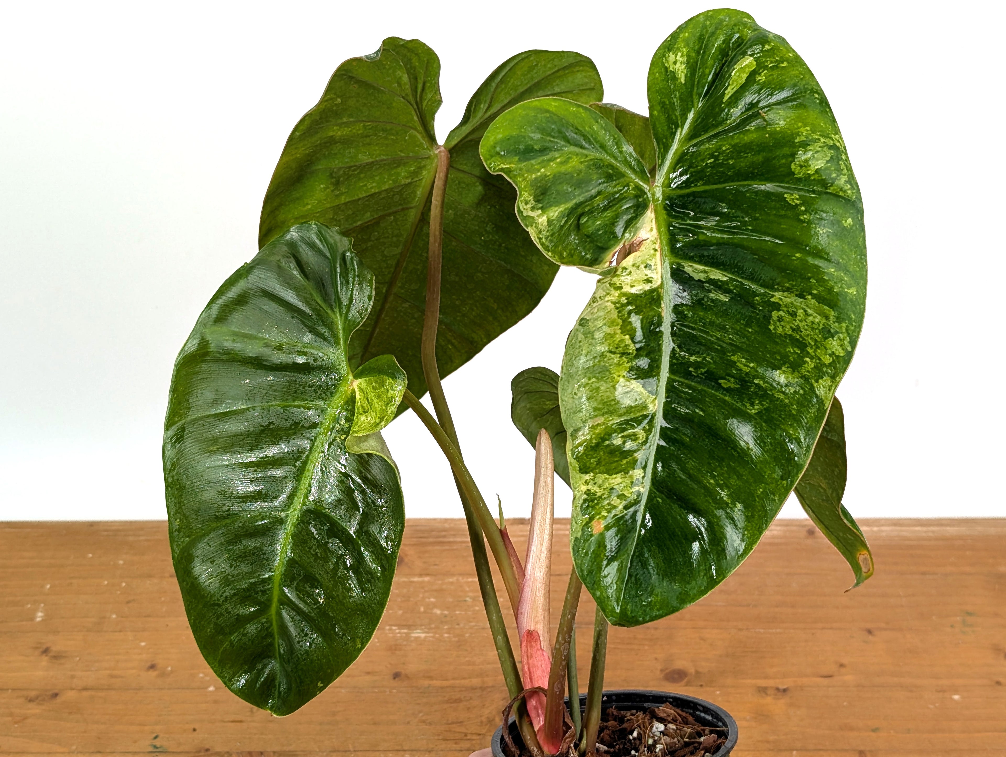 Philodendron El Choco x Billietiae - Exact Plant