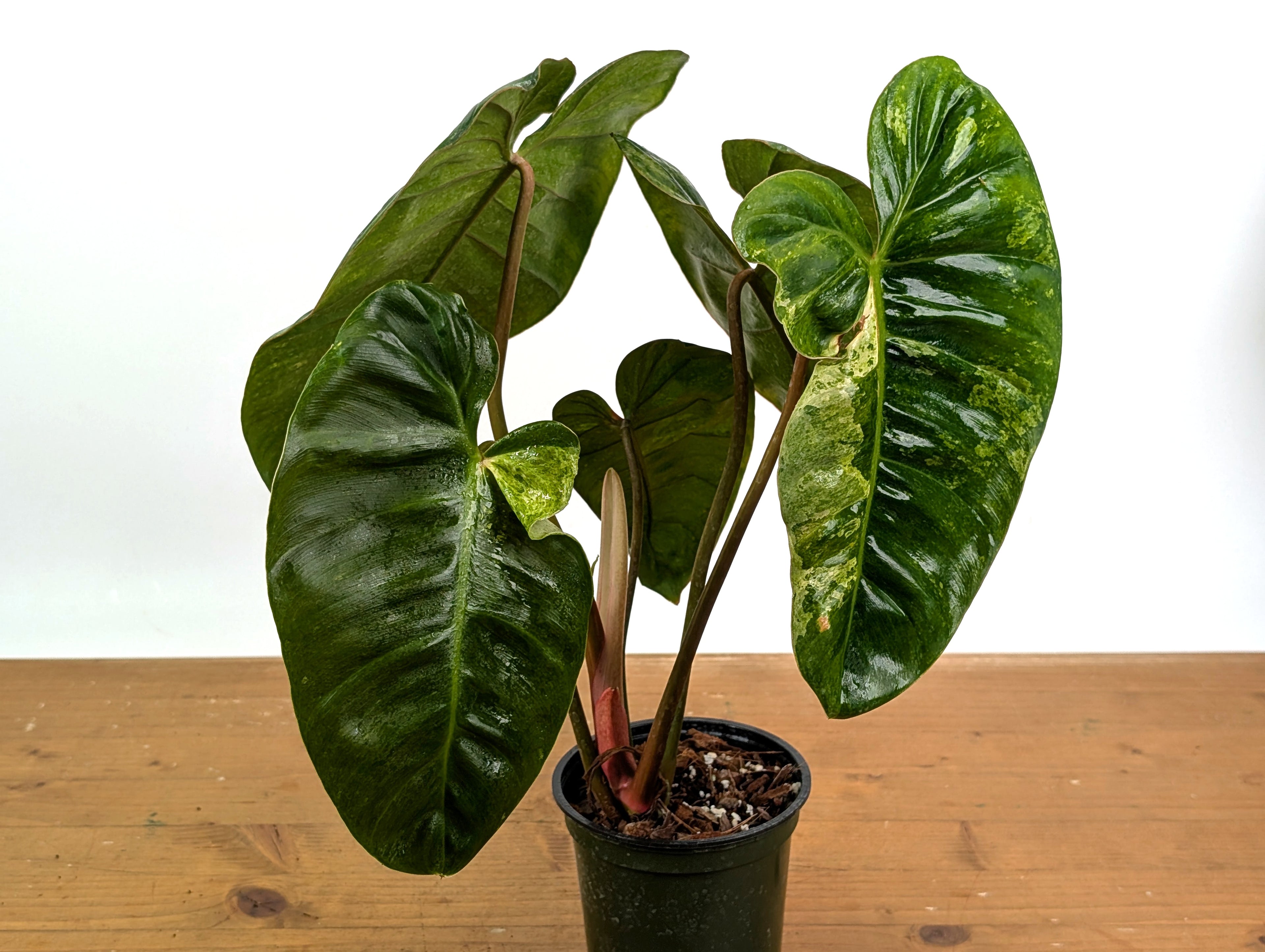 Philodendron El Choco x Billietiae - Exact Plant